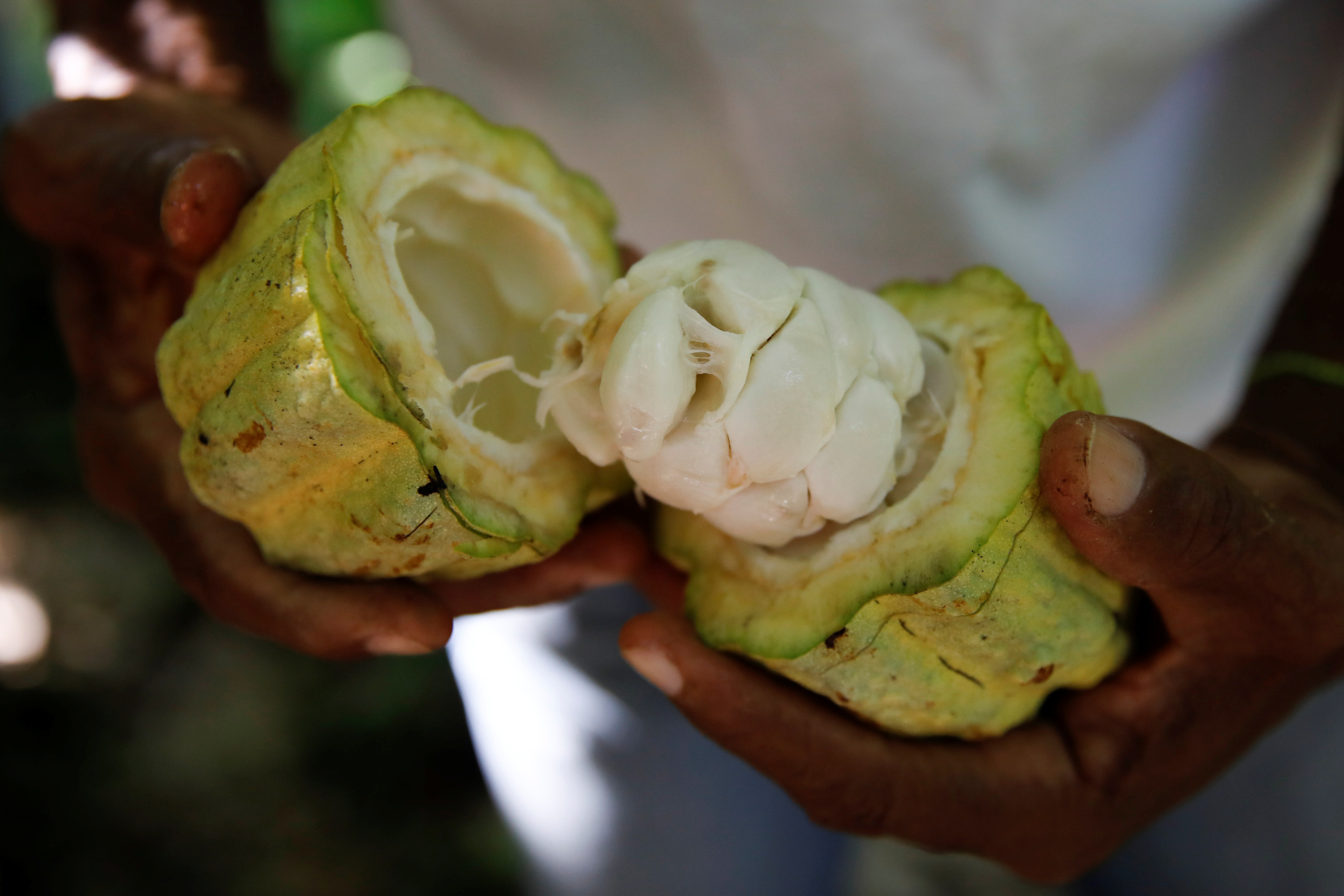 Yoffre Echarri holds an opened cocoa pod at his plantation in Caruao