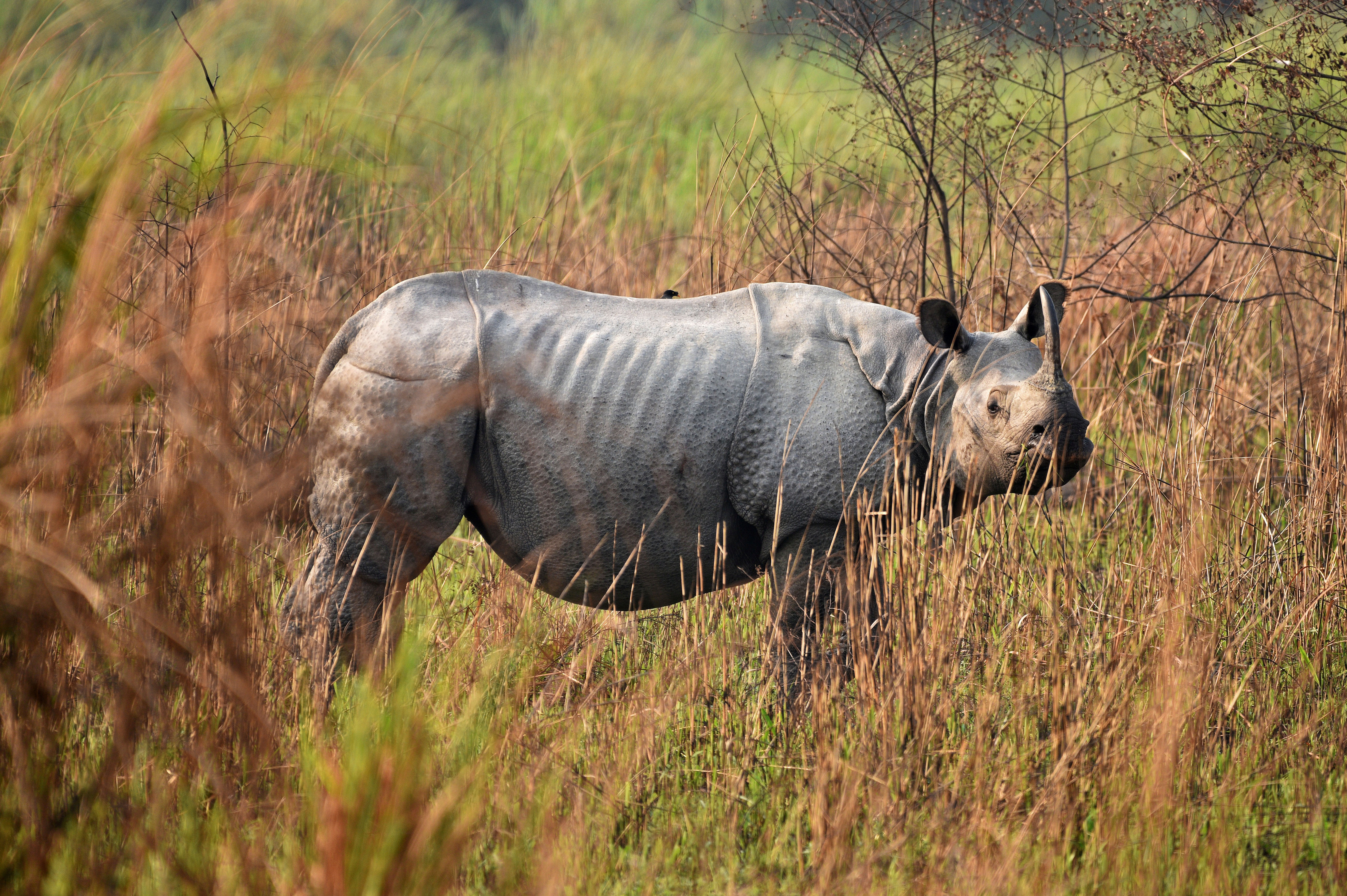 A one-horned rhinoceros is seen during a rhino census at the Kaziranga National Park