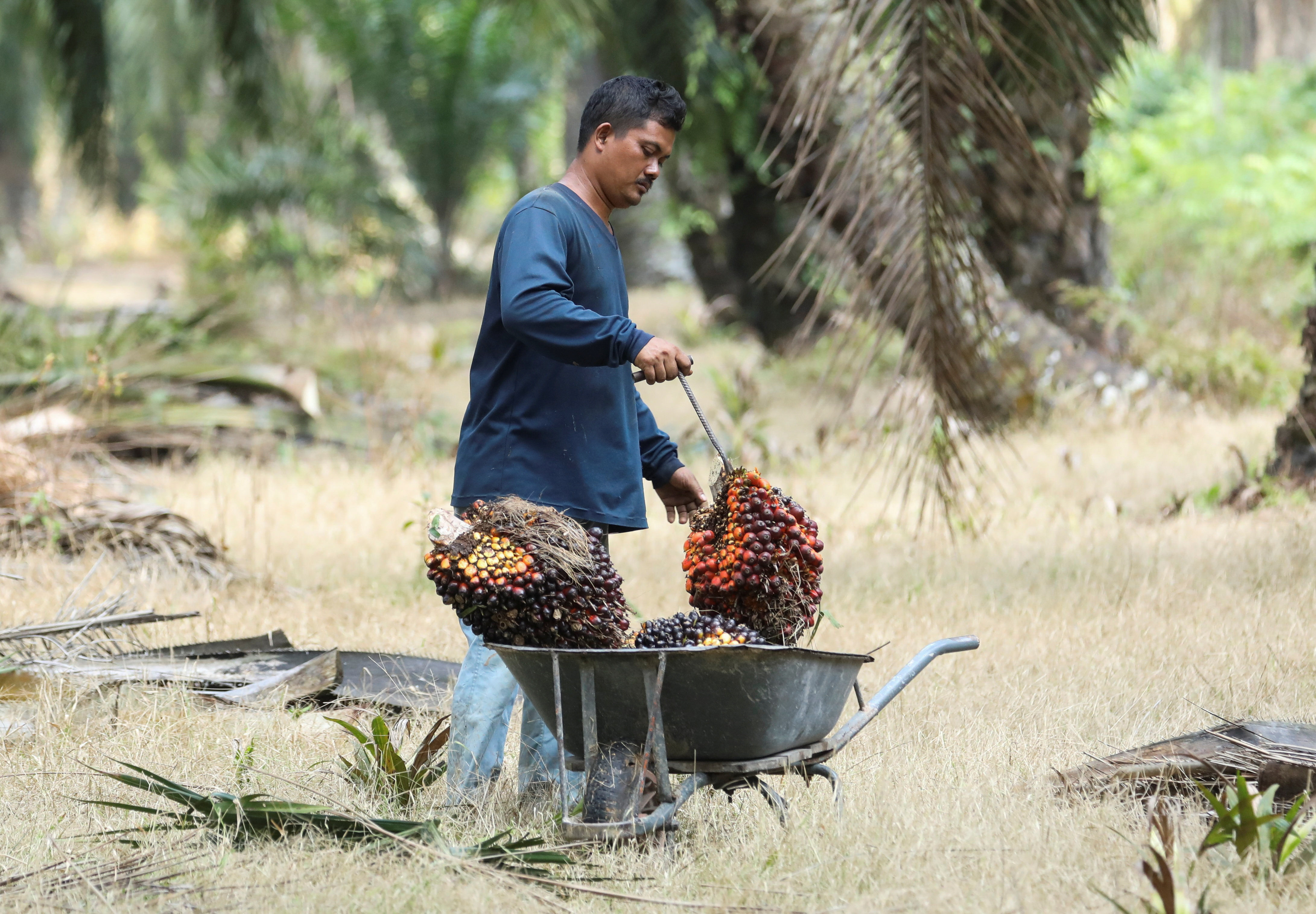 A worker places fresh fruit bunches of oil palm tree into a wheelbarrow during harvest at a palm oil plantation in Kuala Selangor
