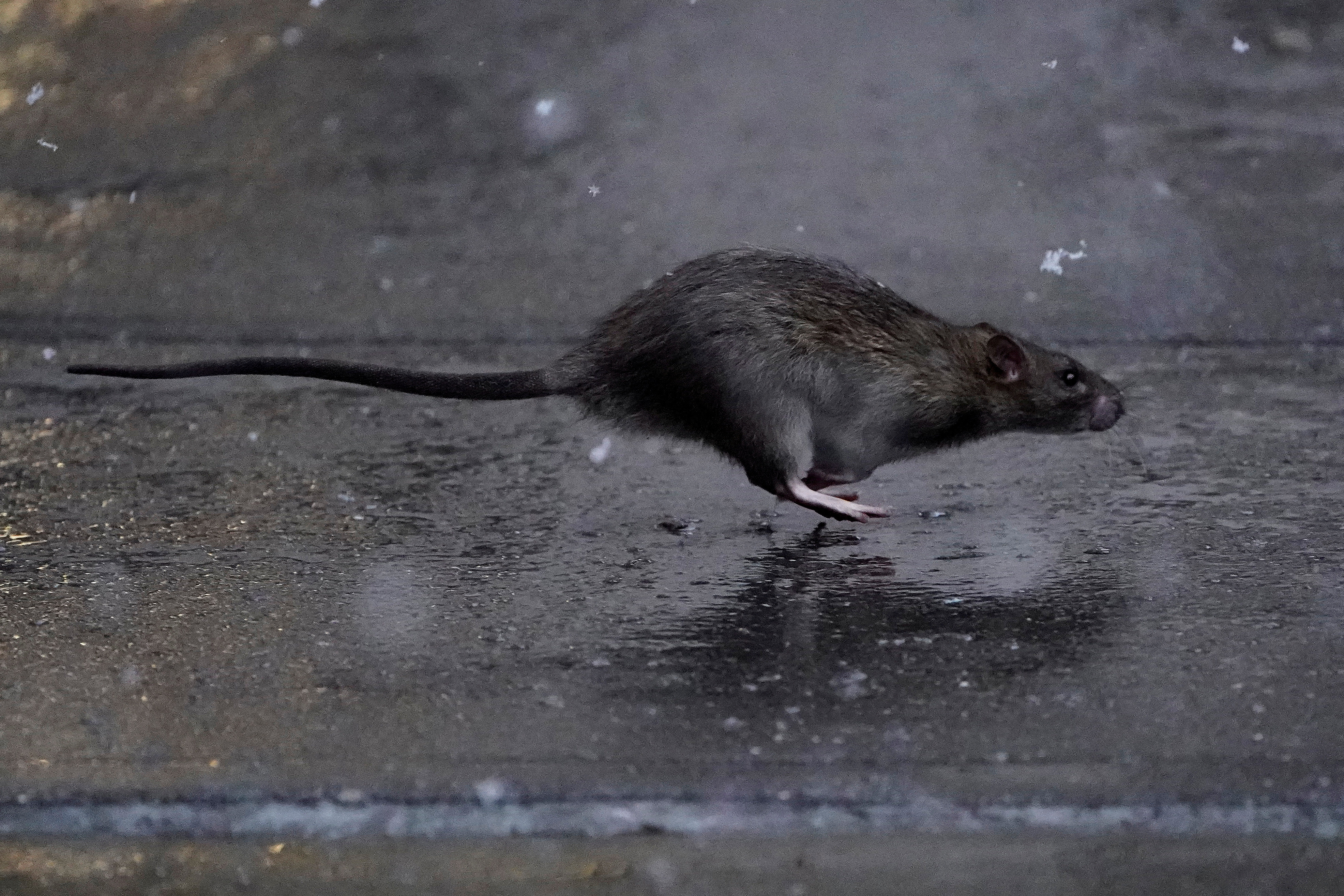 Help wanted: New York City seeks 'badass' rat czar