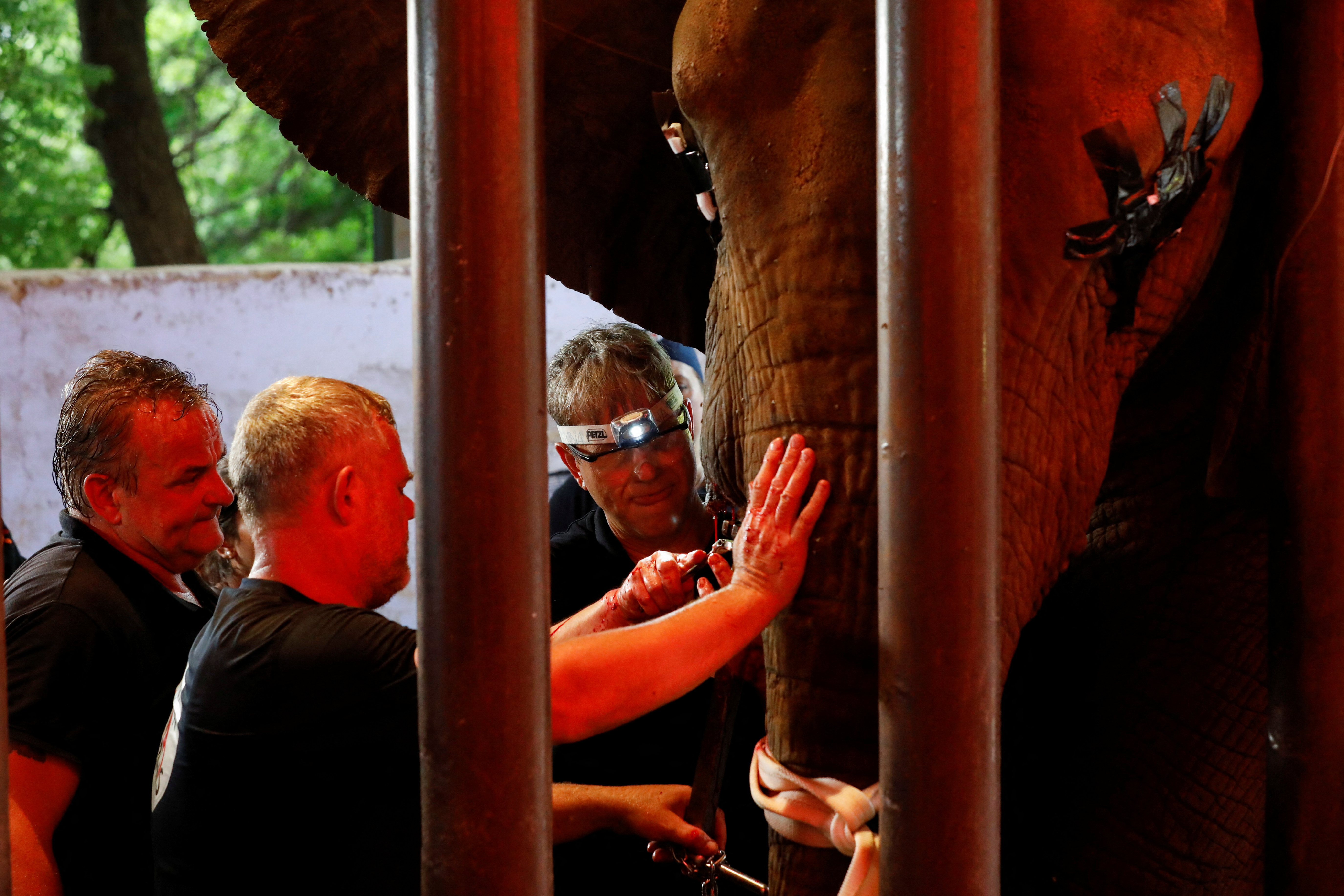 Vets and animal experts from the FOUR PAWS International, perform dental procedure of an elephant at the zoo in Karachi