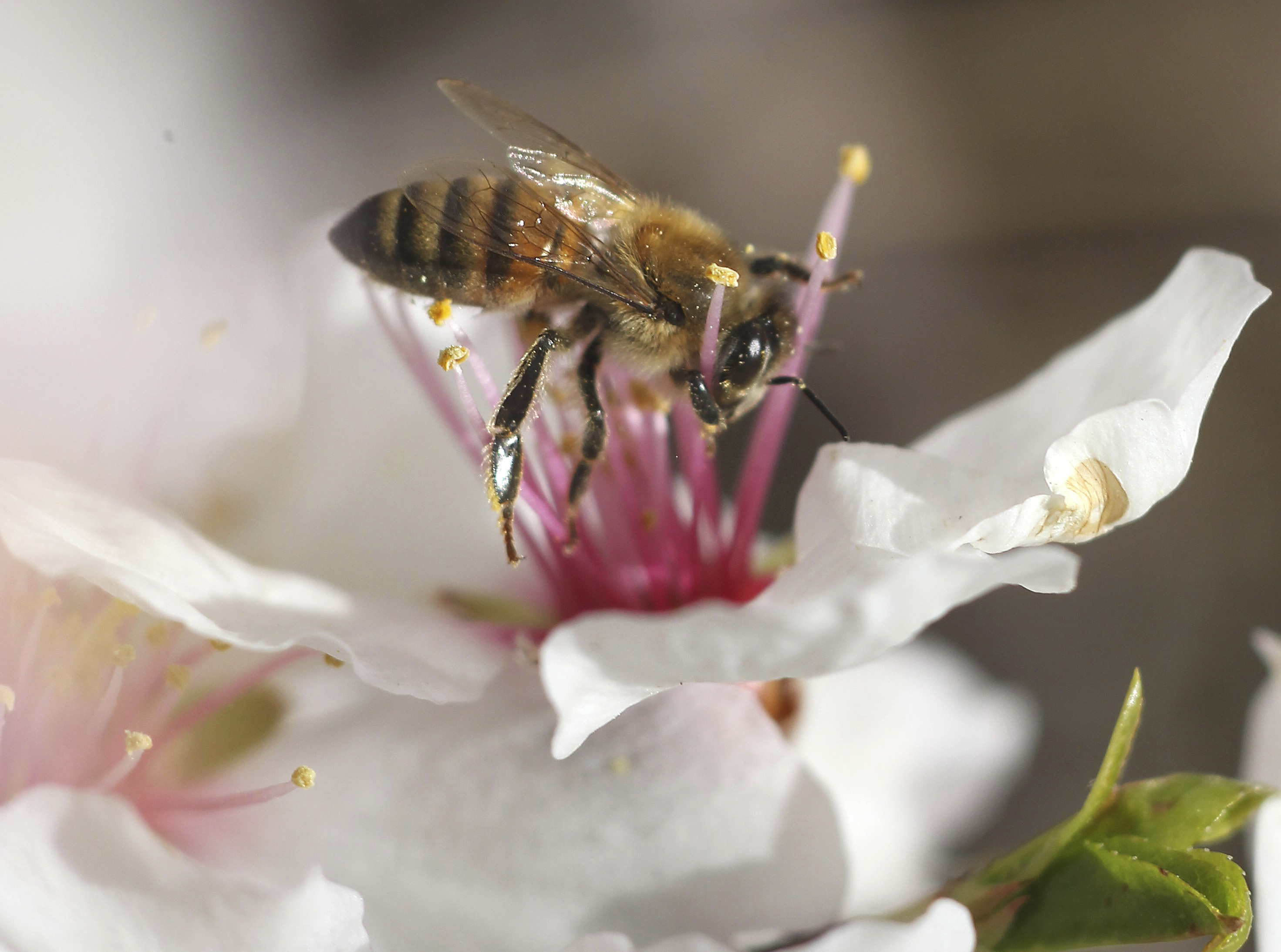A bee collects pollen from an almond blossom in early spring at park in Amman