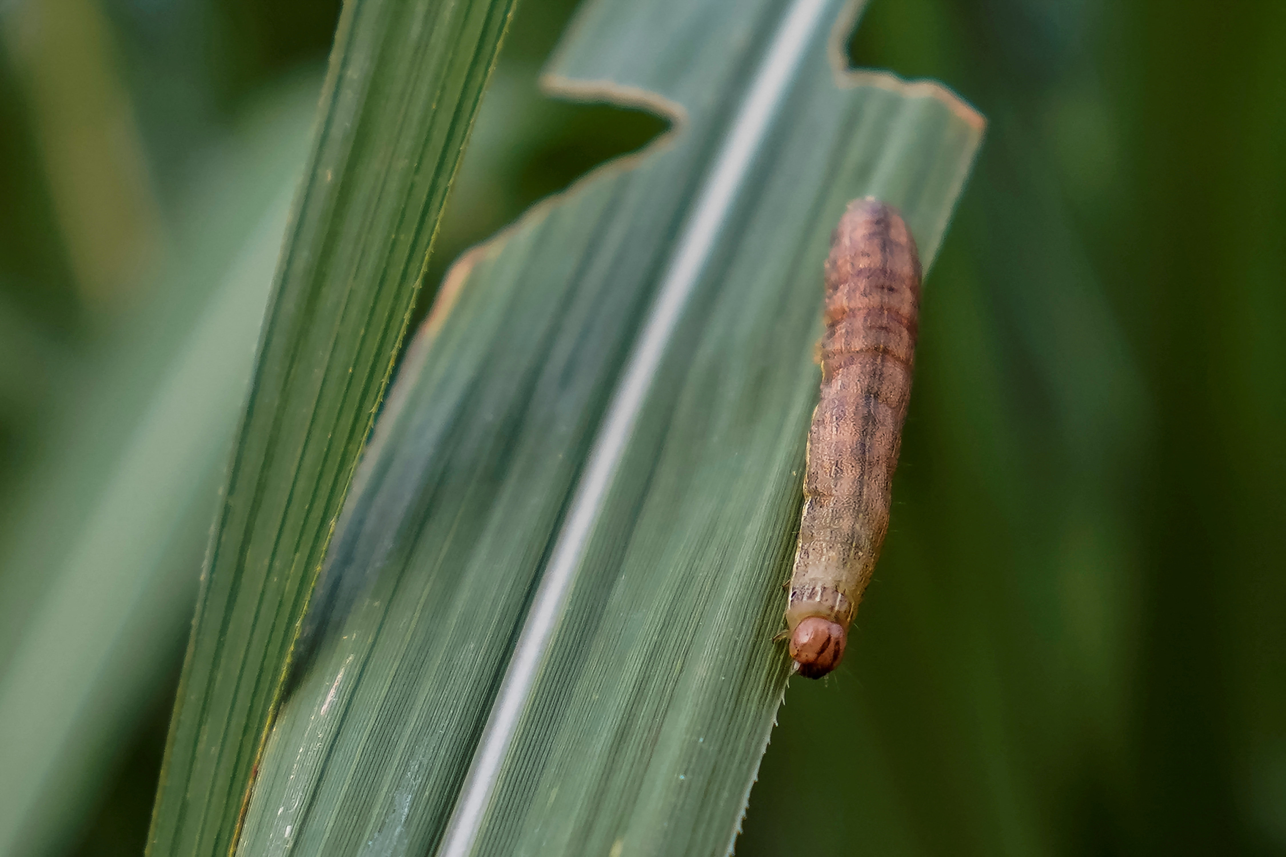 An armyworm, which usually comes out at night, is seen on sugar cane crop around dusk at a village of Menghai county