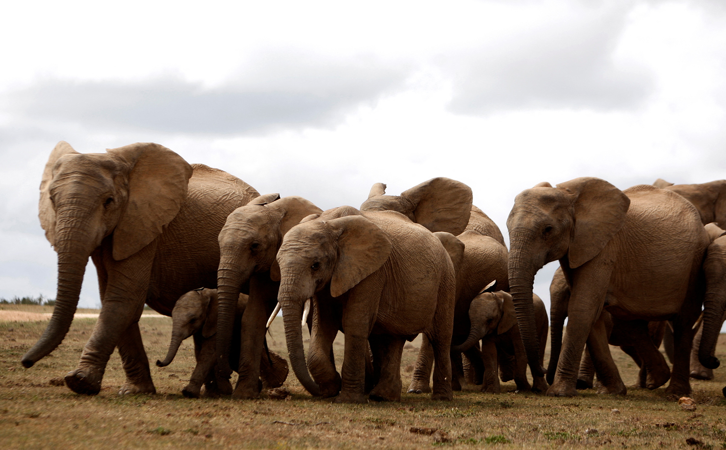 A herd of elephants is seen at Addo Elephant National Park outside Port Elizabeth