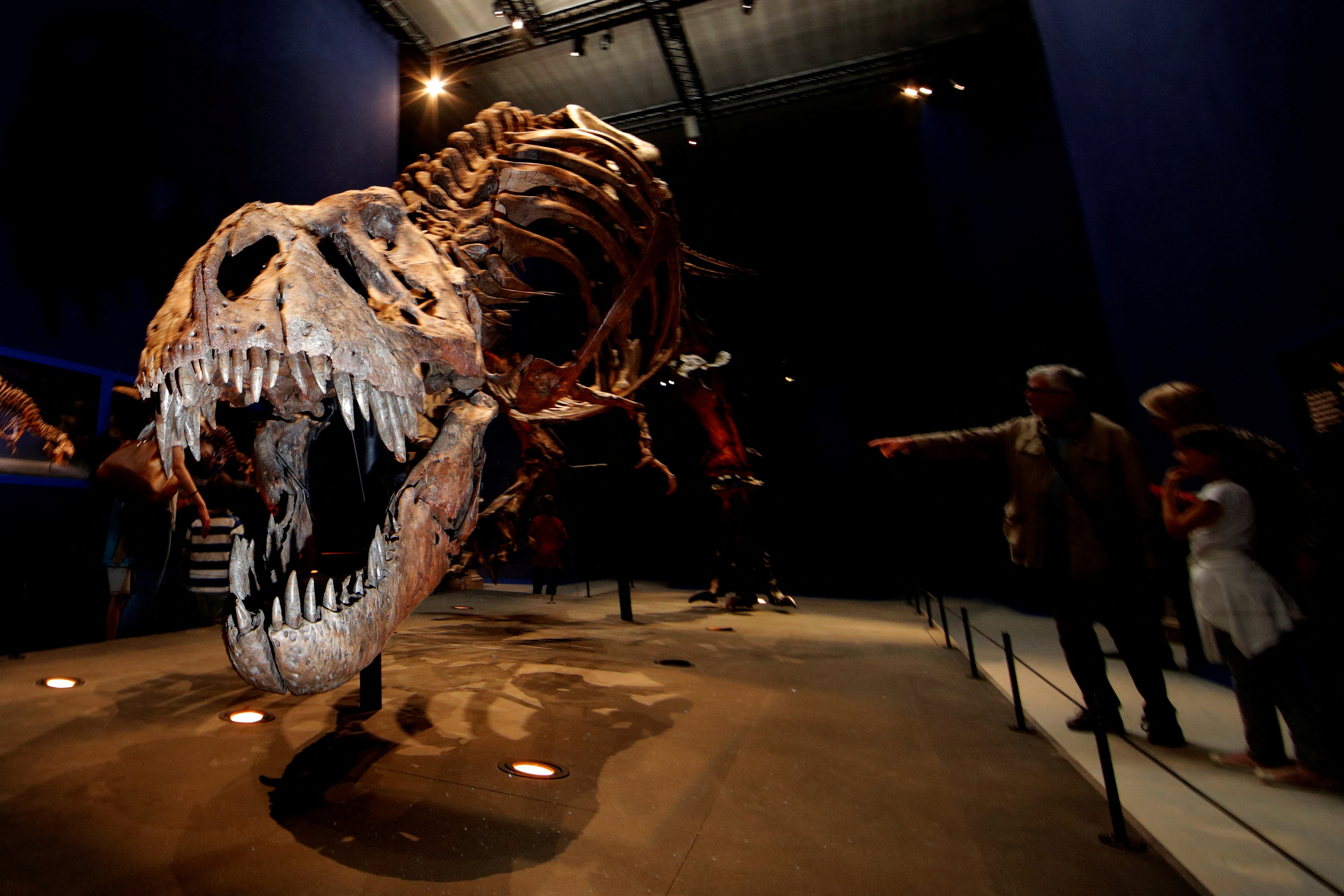 Visitors look at a 67 million year-old skeleton of a Tyrannosaurus rex in Paris