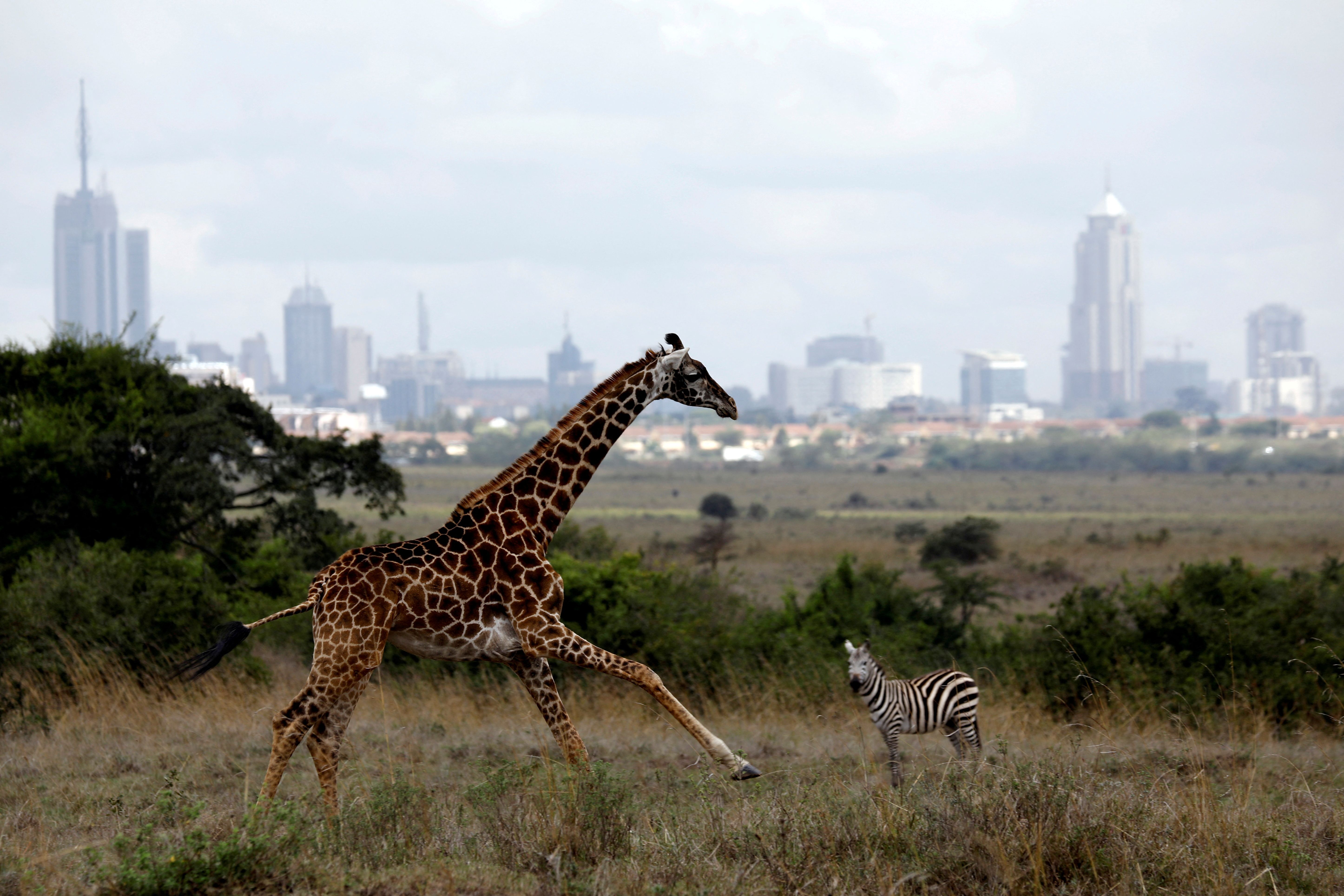 The Nairobi skyline is seen in the background as a giraffe runs through the Nairobi National Park, near Nairobi