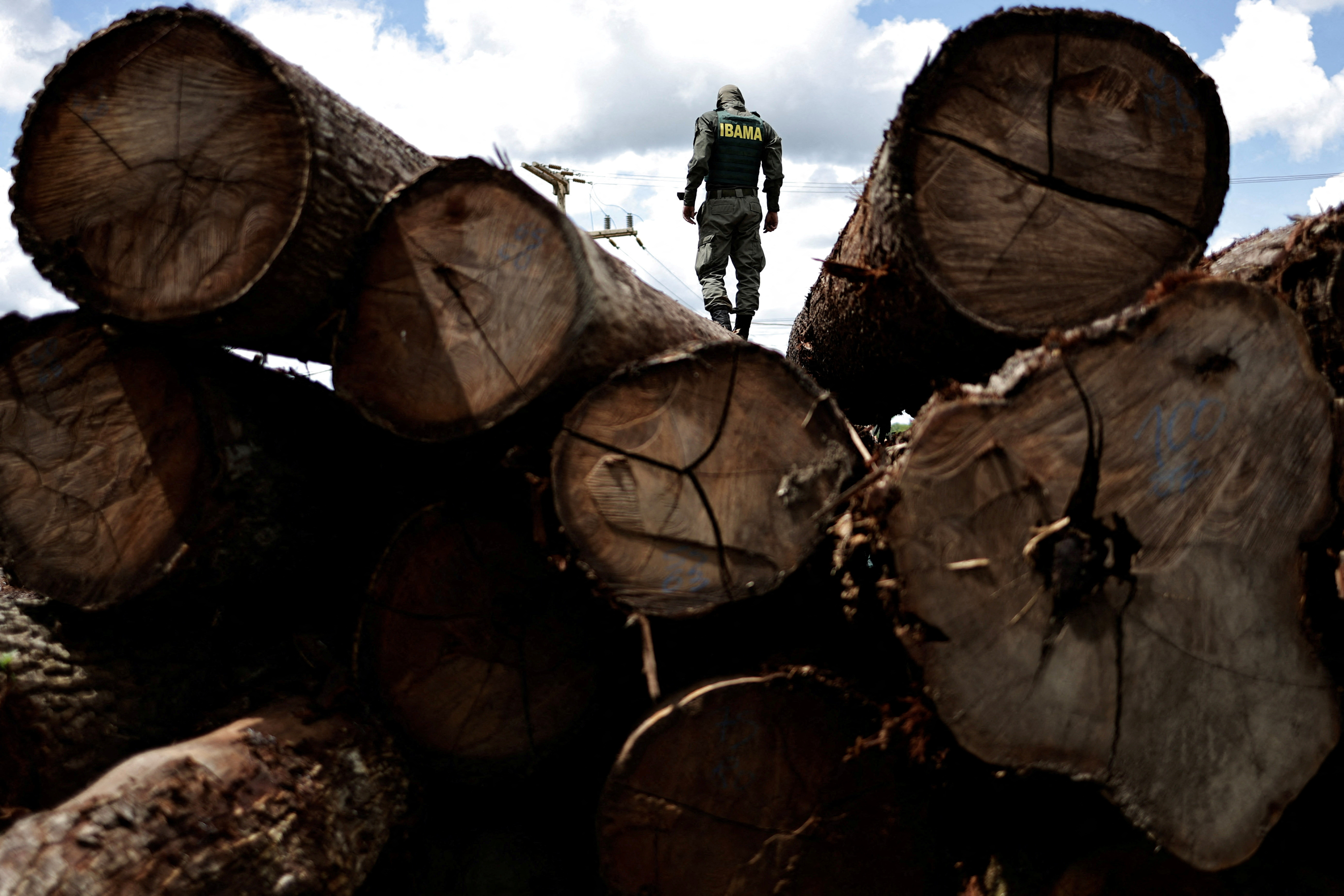 An agent of the Brazilian Institute for the Environment and Renewable Natural Resources (IBAMA) inspects a tree extracted from the Amazon
