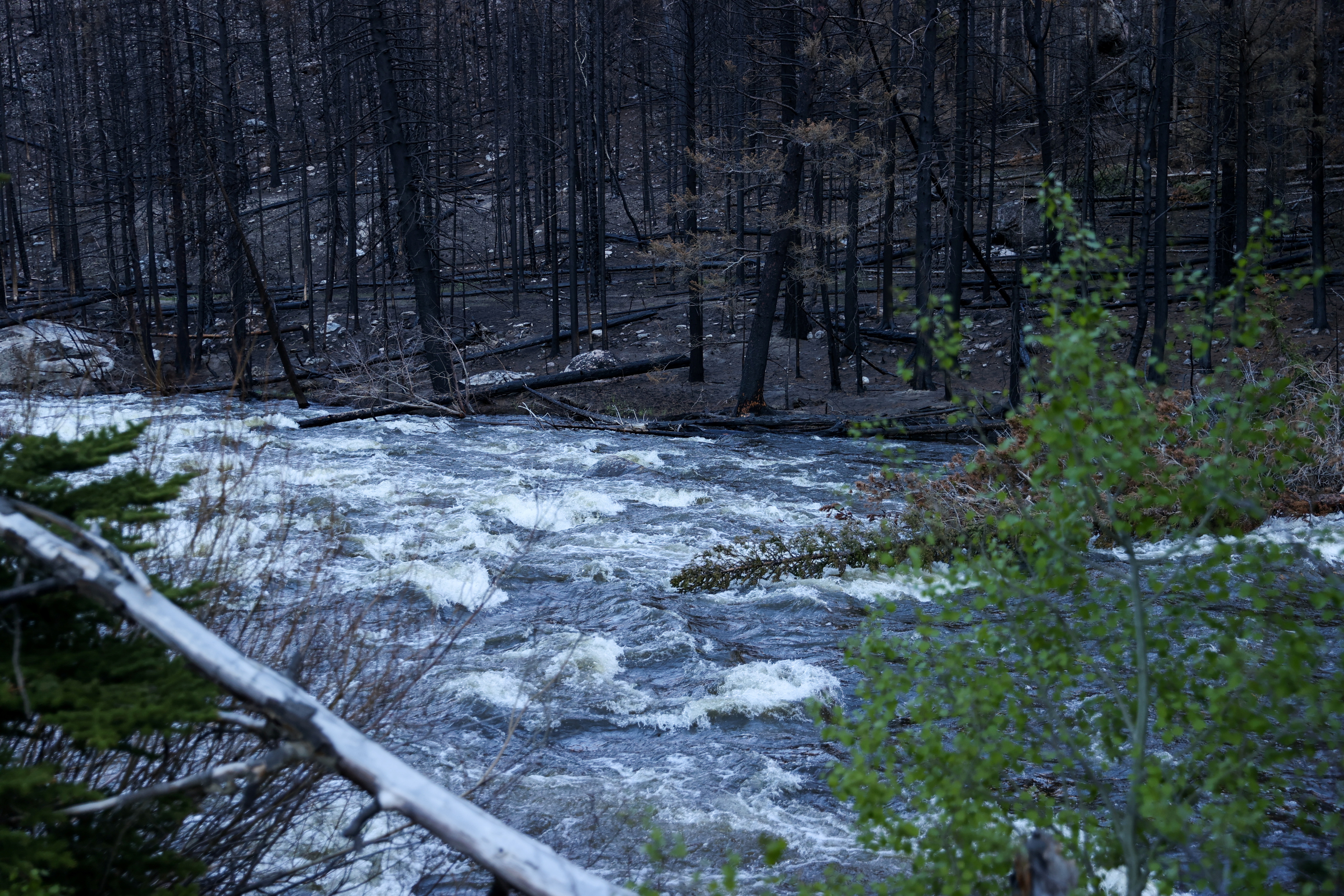 The Cameron Peak fire burn scar meets the Poudre River west of Fort Collins