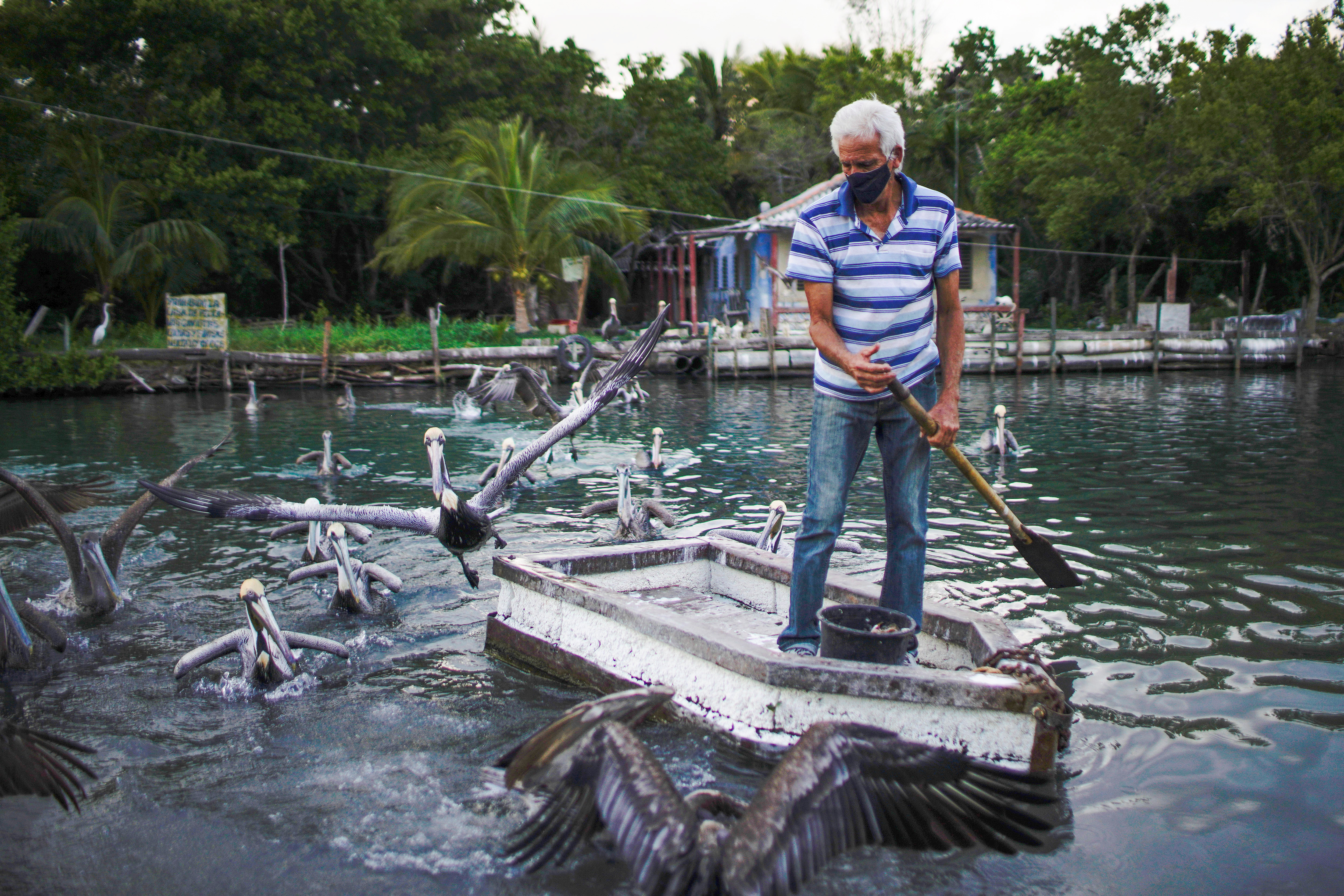 Leonardo Carrillo feeds pelicans in front of his home in Guanimar, Cuba