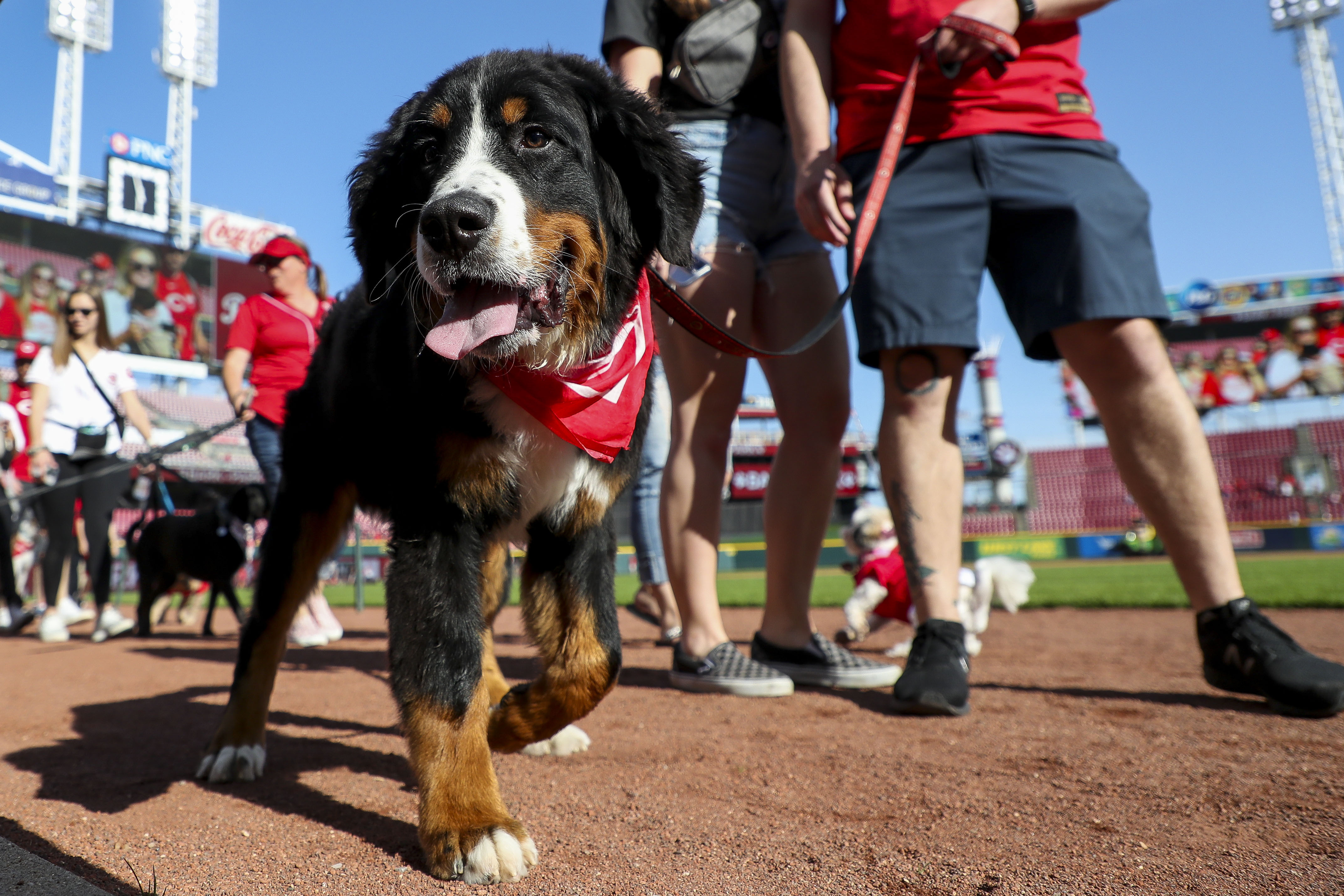 Mets dog  off the leash