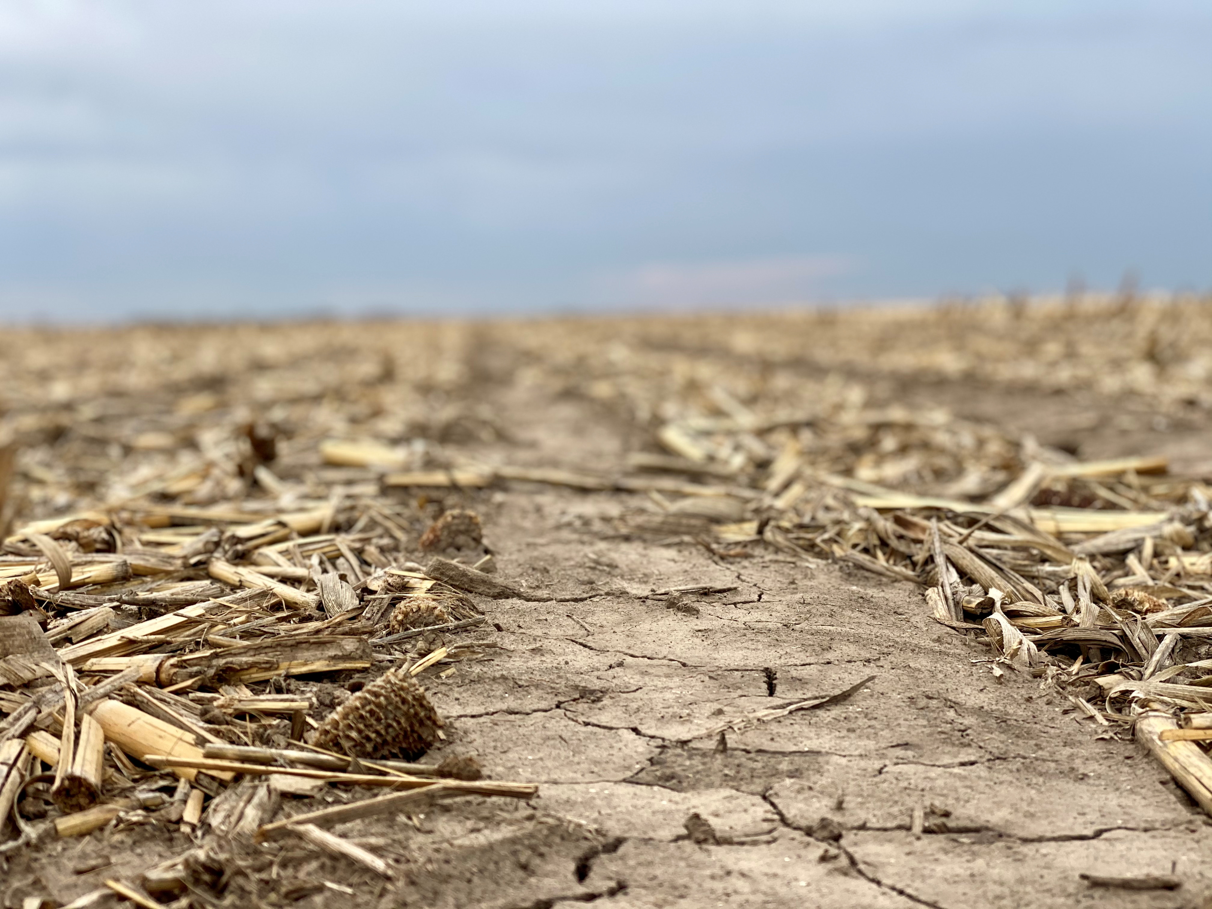 Corn stalk residue in a strip-tilled farm field in Butler County