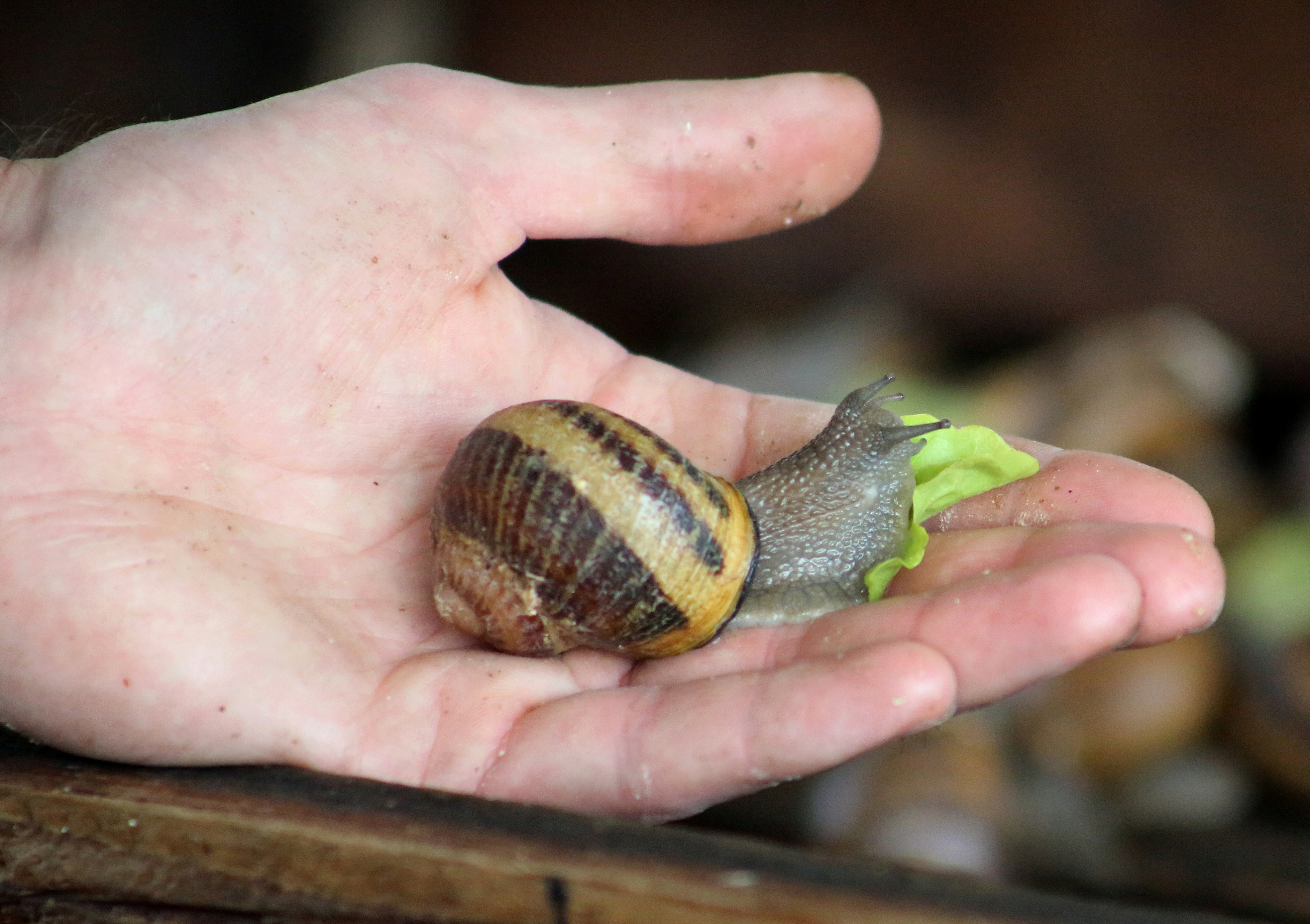 Would you wash with snail slime soap? | Reuters