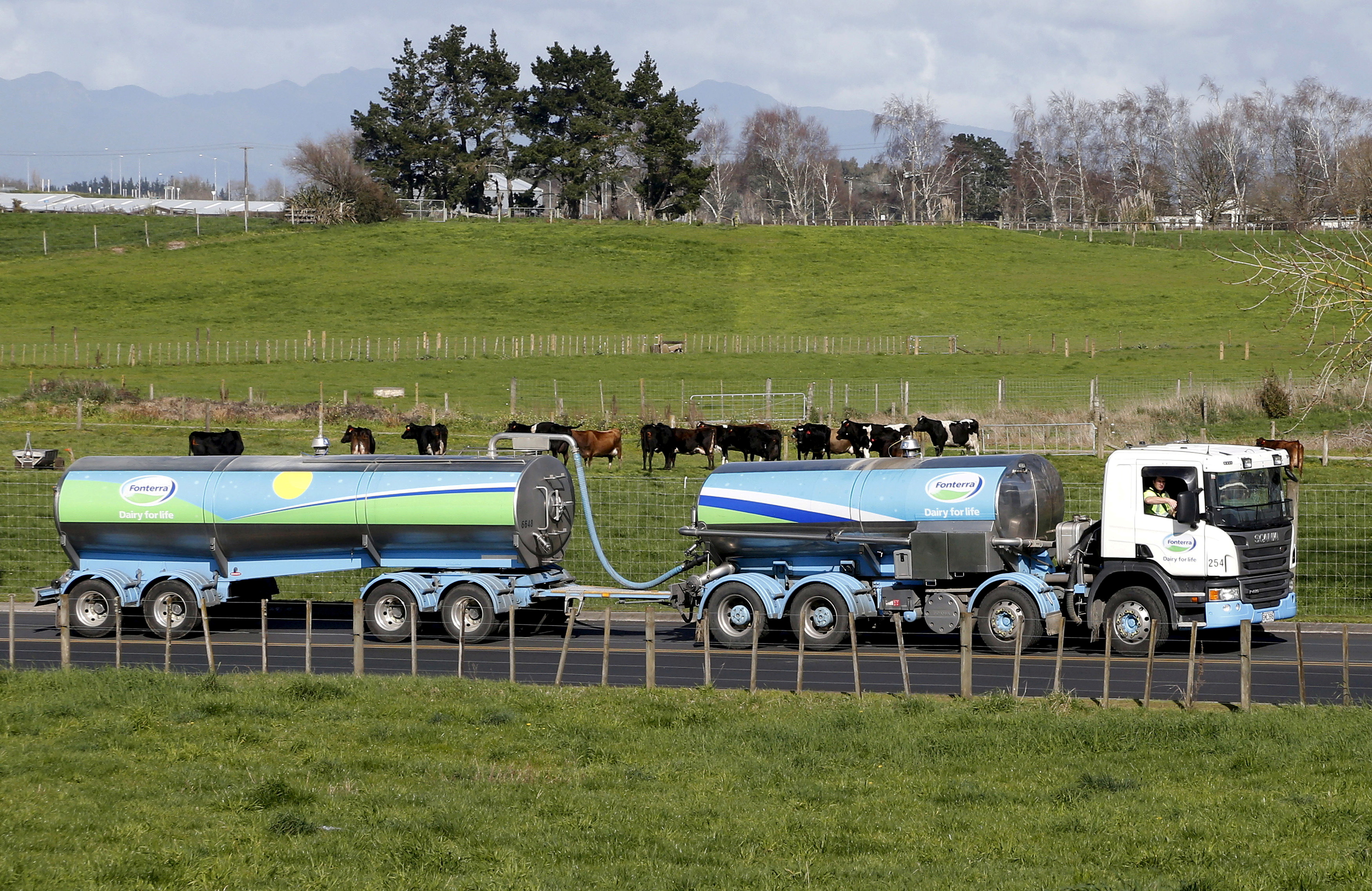 File picture of a Fonterra milk tanker driving past dairy cows as it arrives at Fonterra's Te Rapa plant near Hamilton, New Zealand