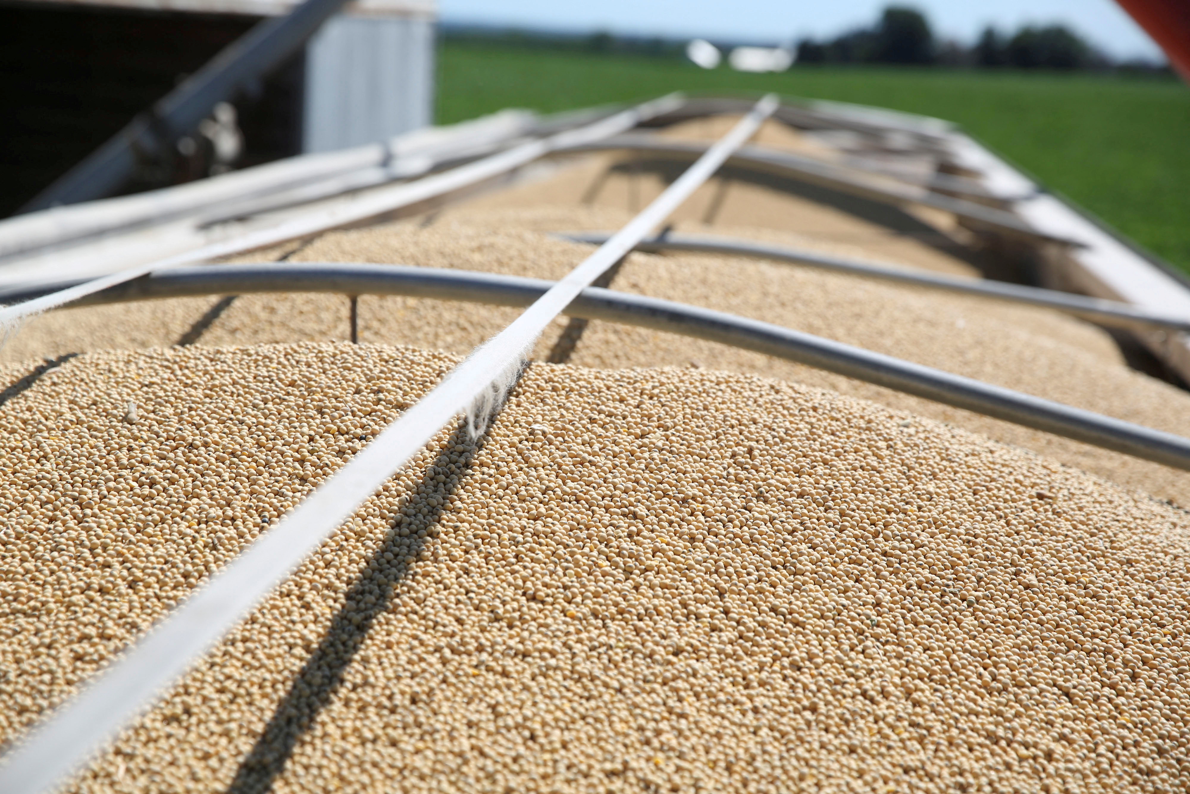 Soybeans fill a trailer at a farm in Buda, Illinois