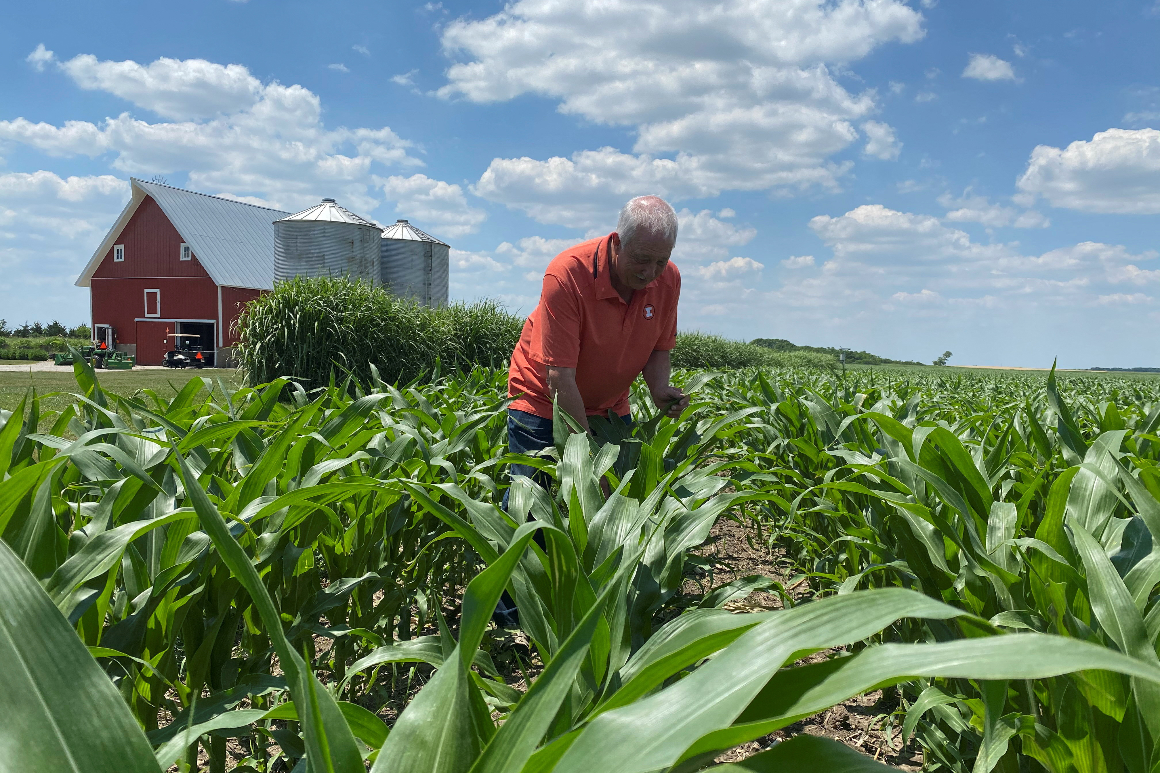 Grain farmer Jim Niewold inspects corn plants on his farm in Loda