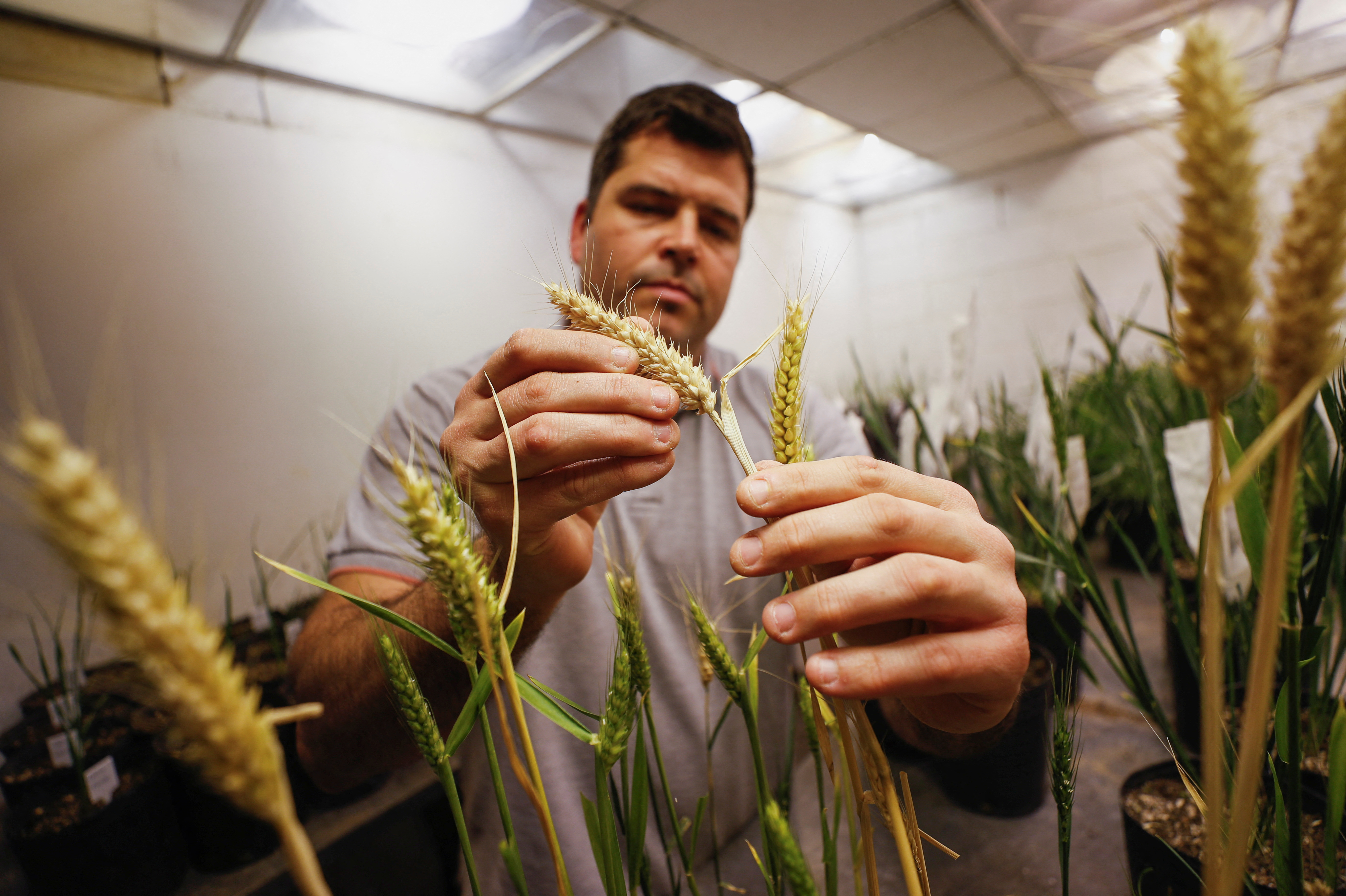 As war, drought hit global crops, Argentina gambles on GM wheat