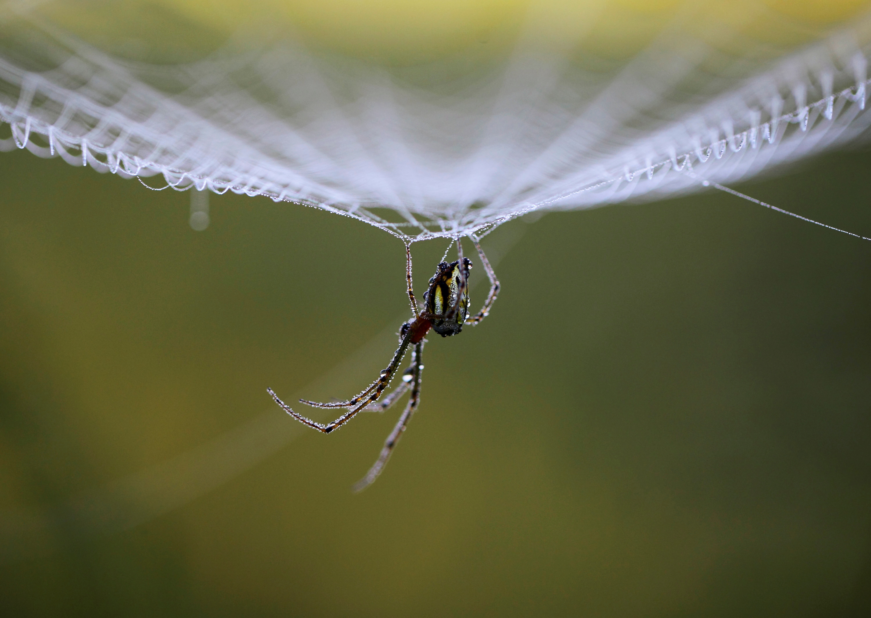 Dewdrops gather on a spider as it rests on its web in the early morning in Lalitpur, Nepa