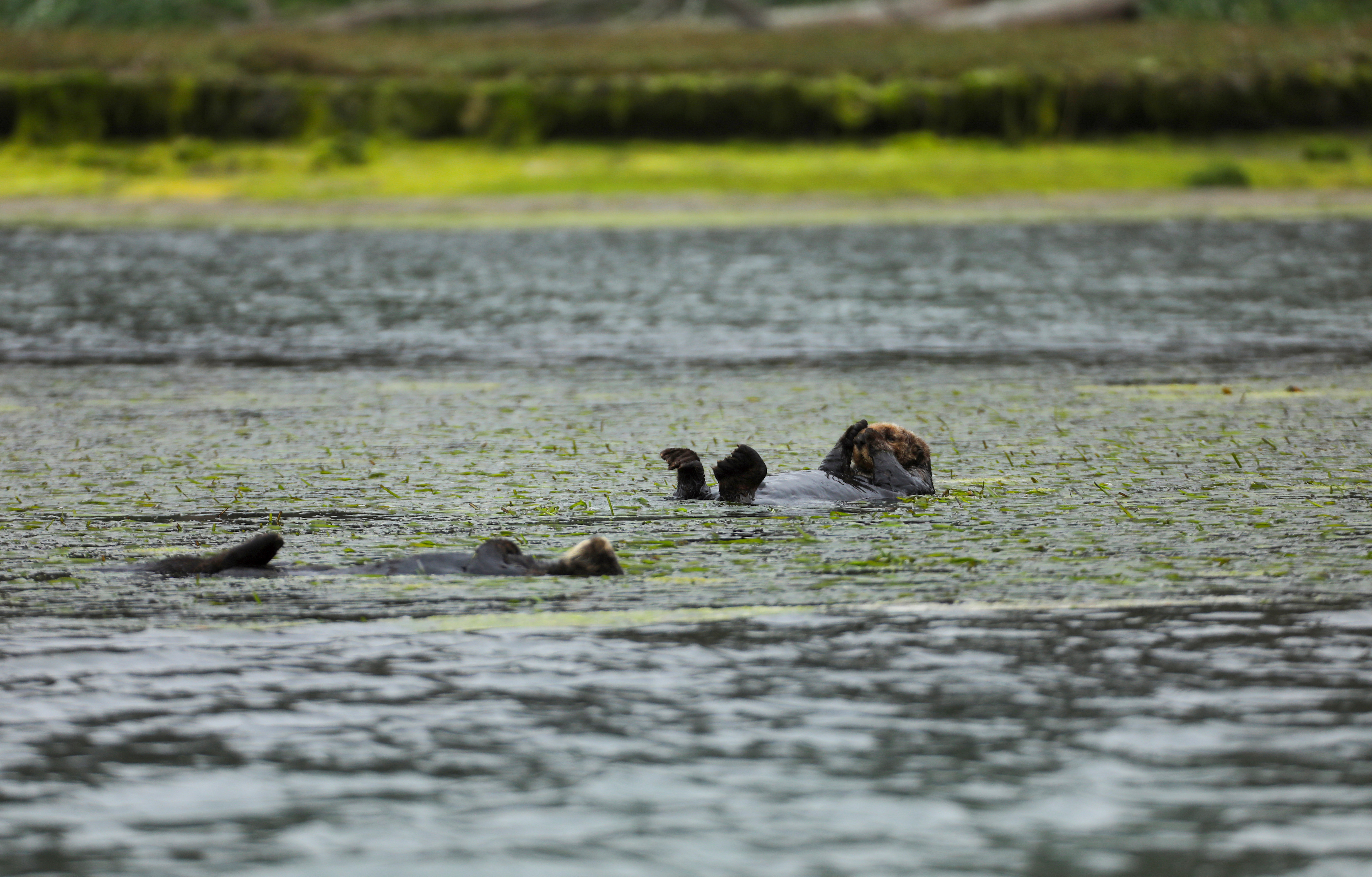 Sea otters bring balance to ecosystems battling climate change