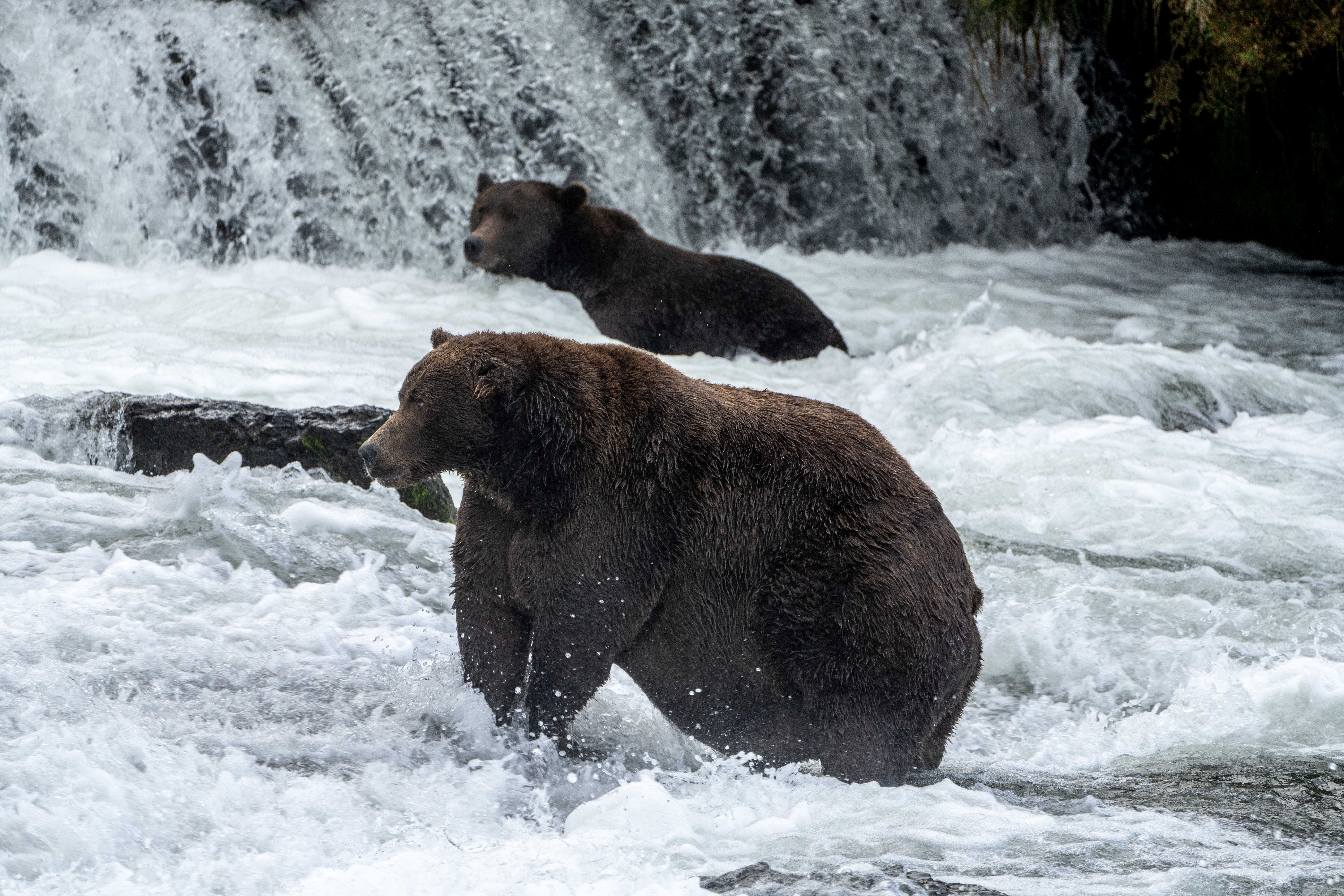 Brown bear 747, the winner of Fat Bear 2020, stands in a river hunting for salmon in Alaska