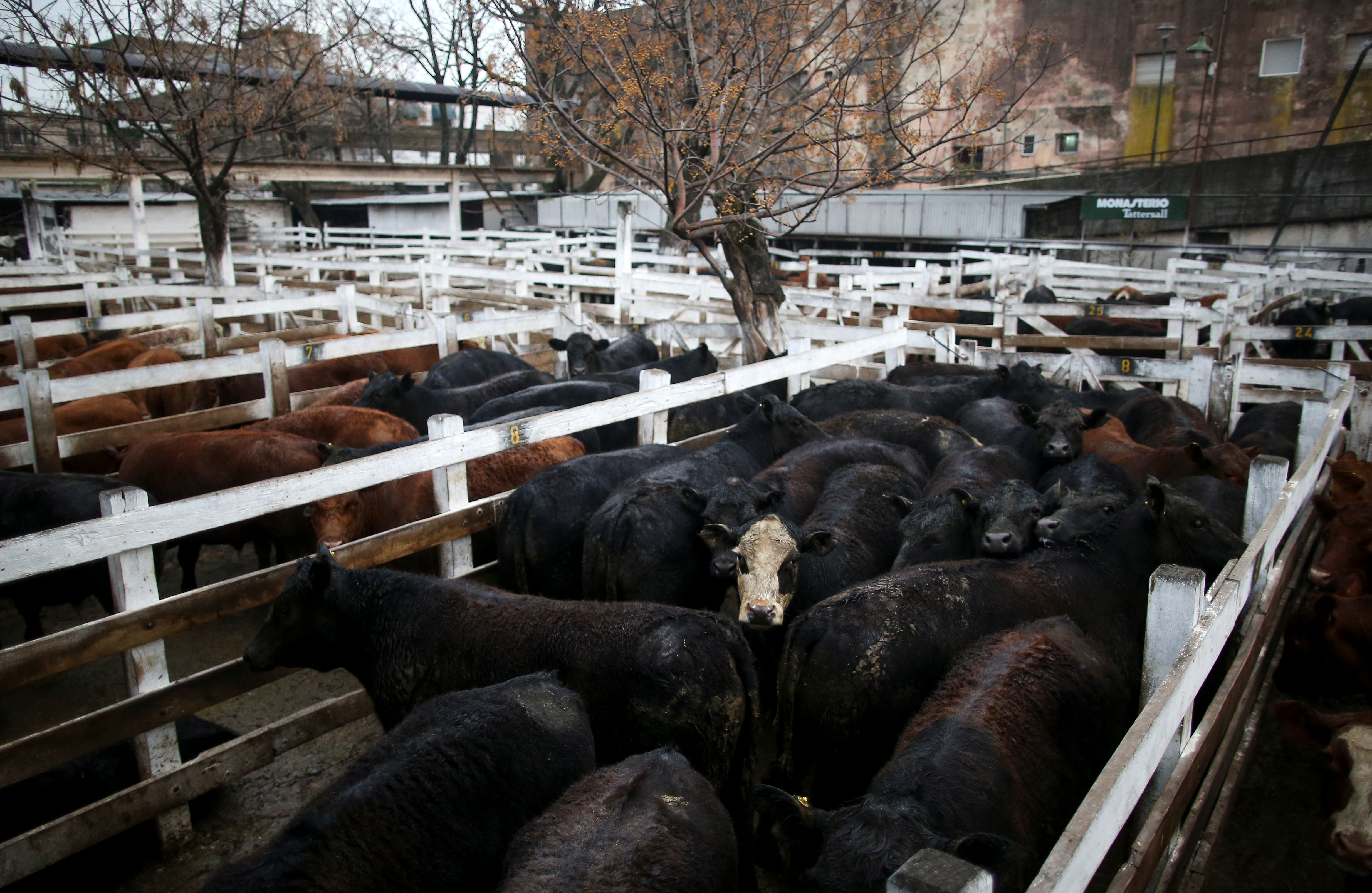 Cattle for sale are seen inside corrals at the Liniers market, in Buenos Aires