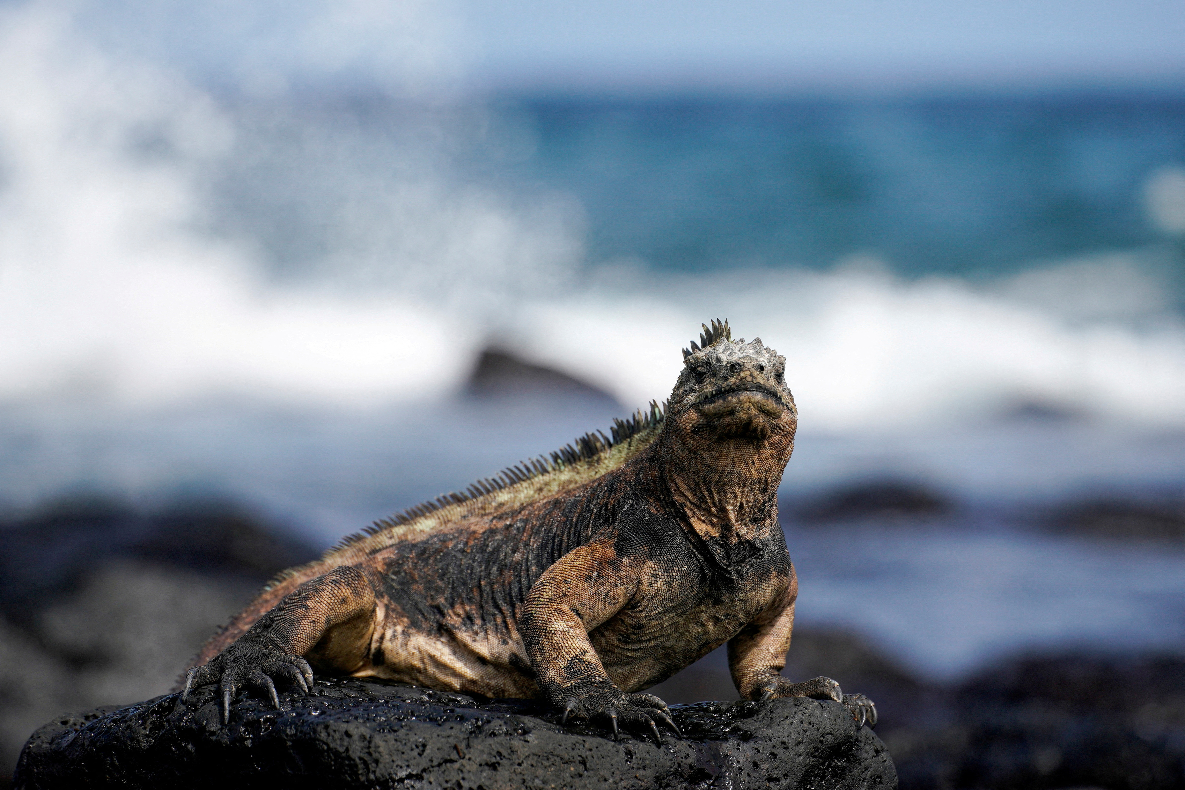 A marine iguana sits on a rock in the Galapagos Islands