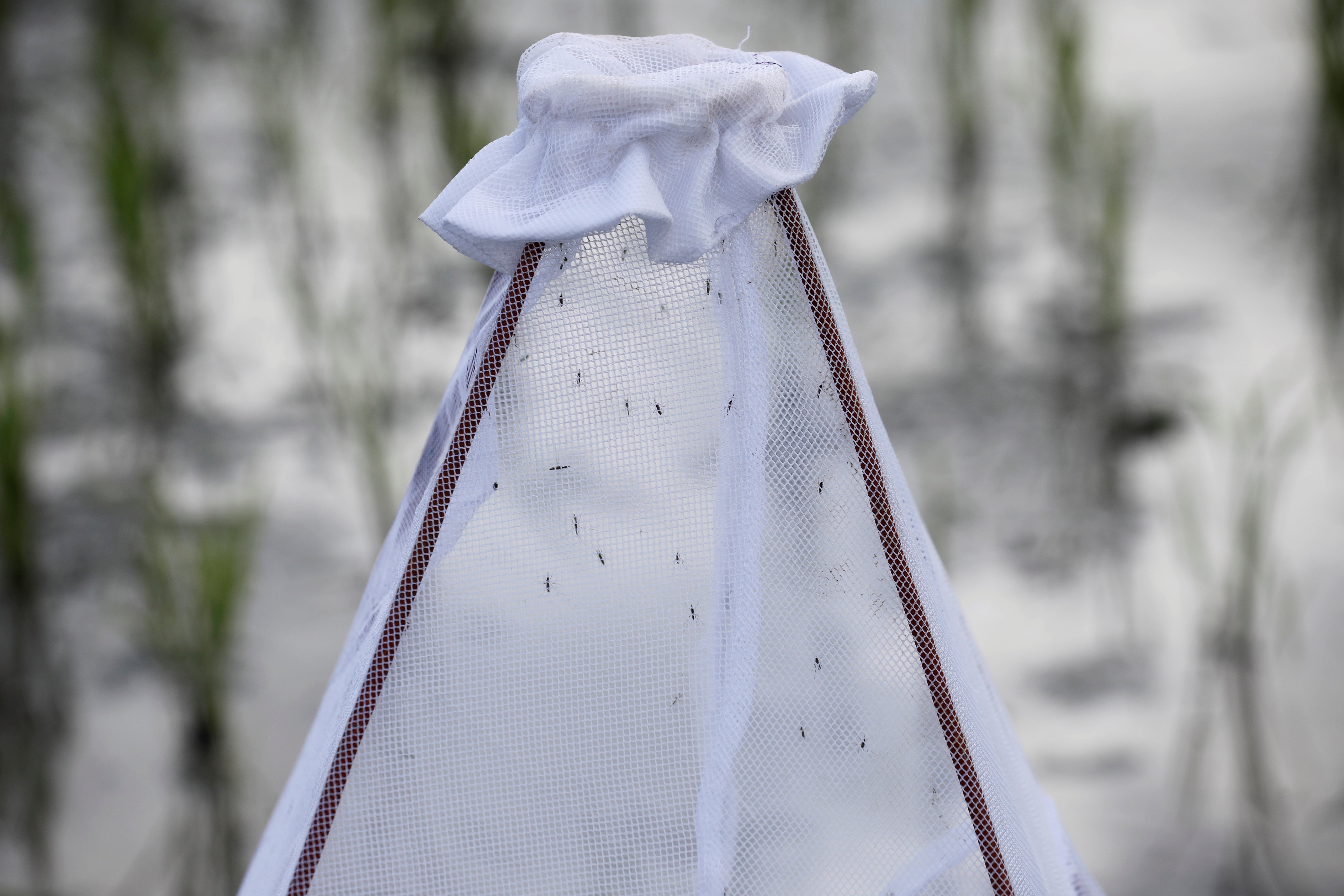 Anopheles mosquitoes are seen in a net placed in a rice field during a test in the use of drone technology in the fight against malaria near Zanzibar City, on the island of Zanzibar