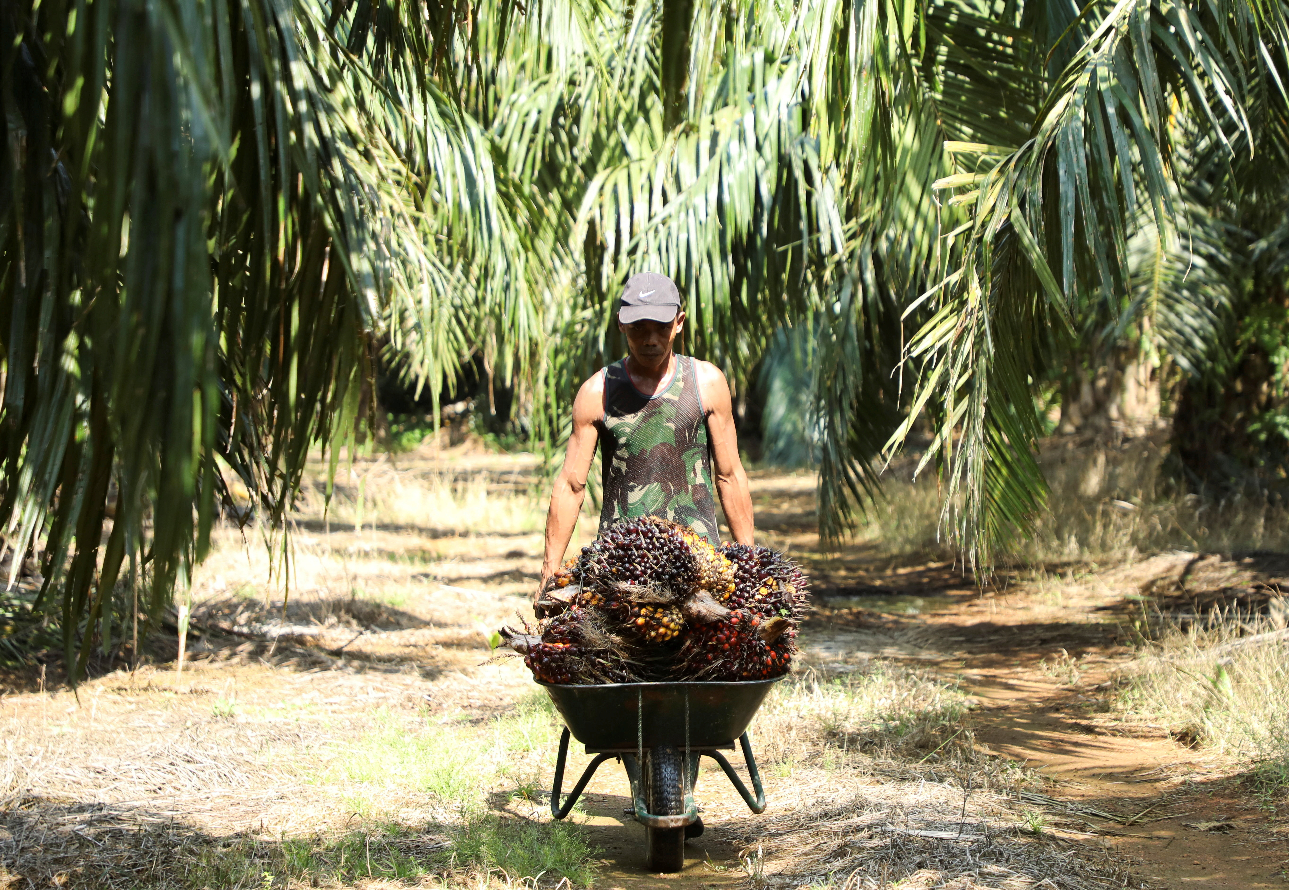 A worker pushes a wheelbarrow of fresh fruit bunches of oil palm tree during harvest at a palm oil plantation in Kuala Selangor