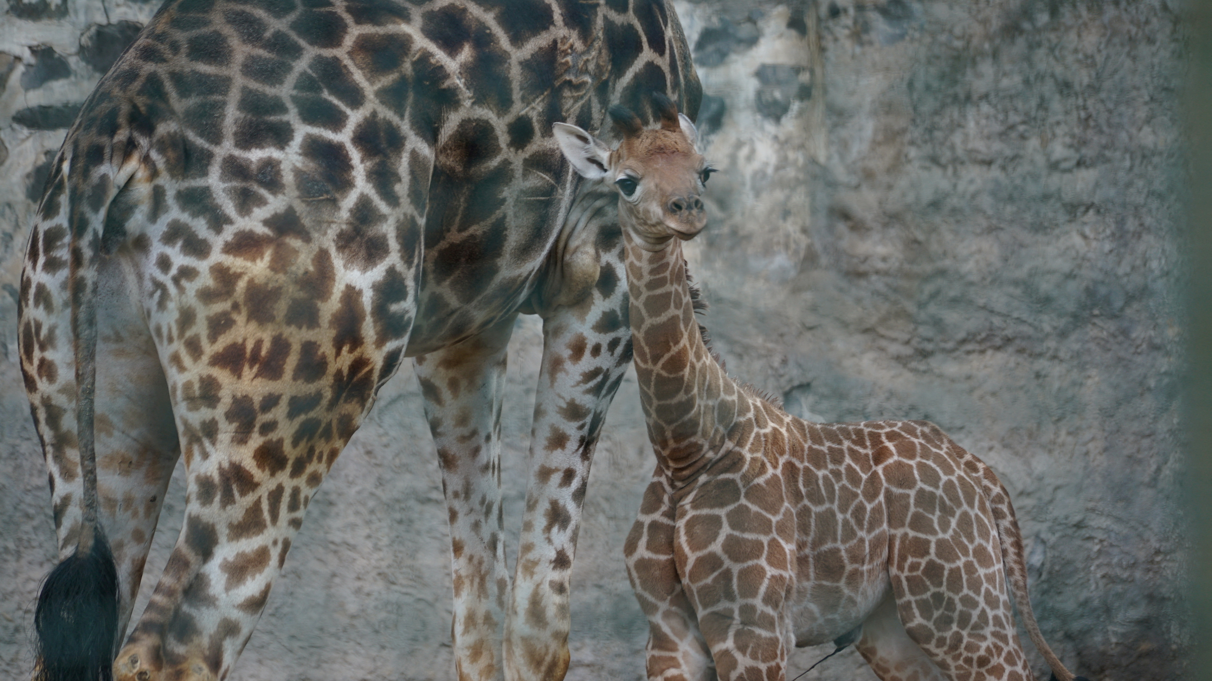 A baby giraffe, which was born in captivity, is displayed in its enclosure for the first time to the public, at the metropolitan park Zoo in Santiago