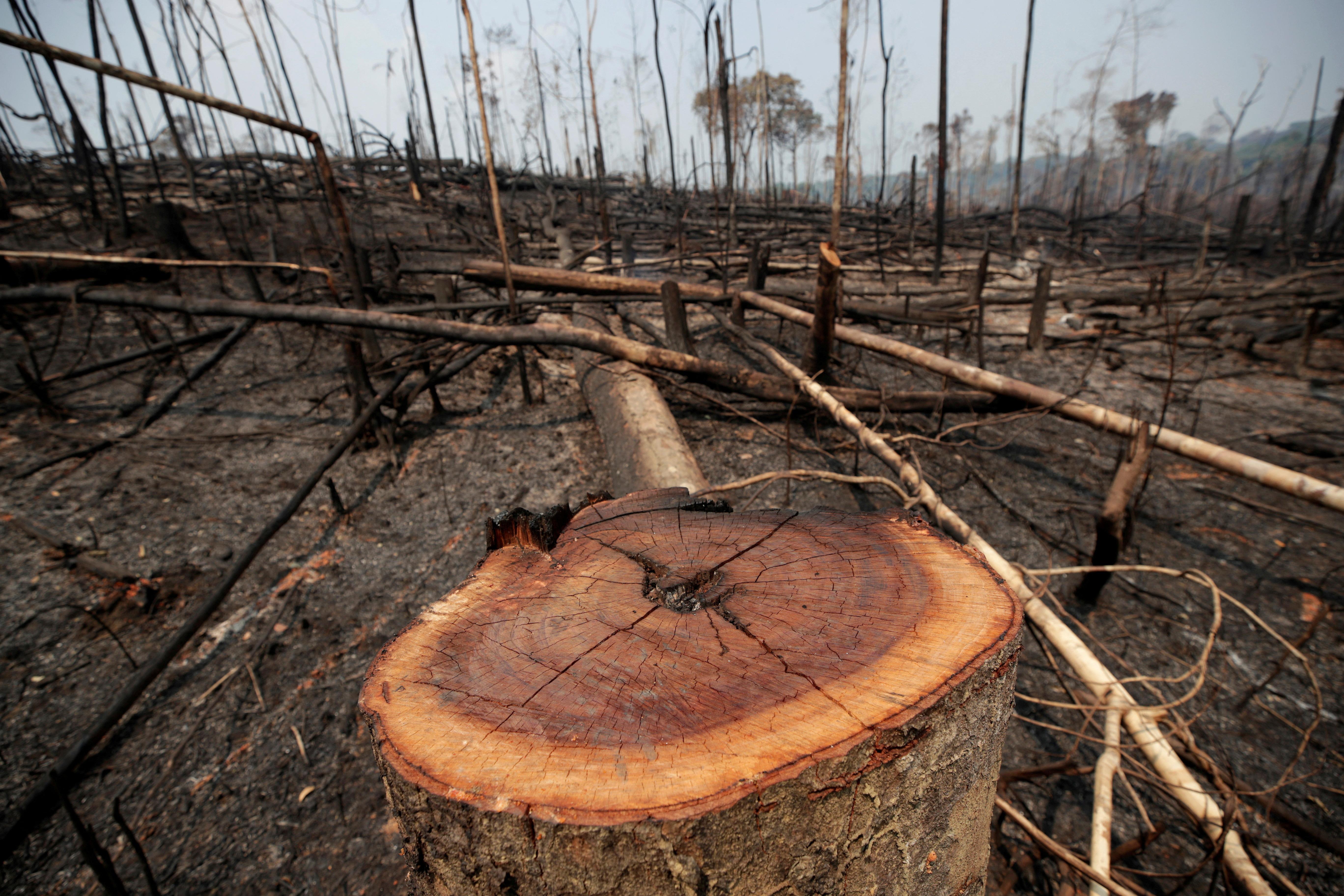 Charred trunks are seen on a tract of Amazon jungle that was recently burned by loggers and farmers in Porto Velho