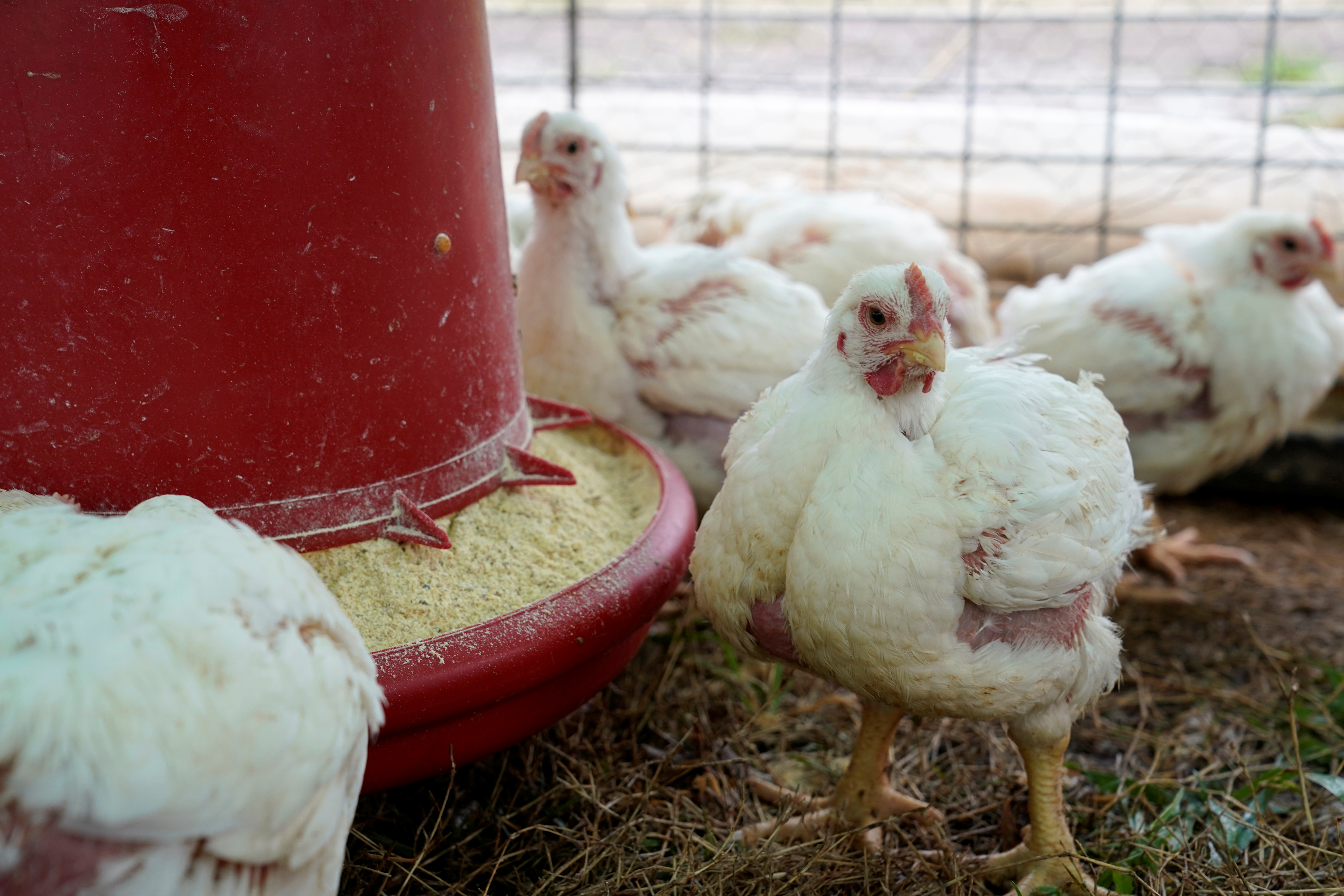 Broiler chickens feed at Ward Family Farms in Pawnee
