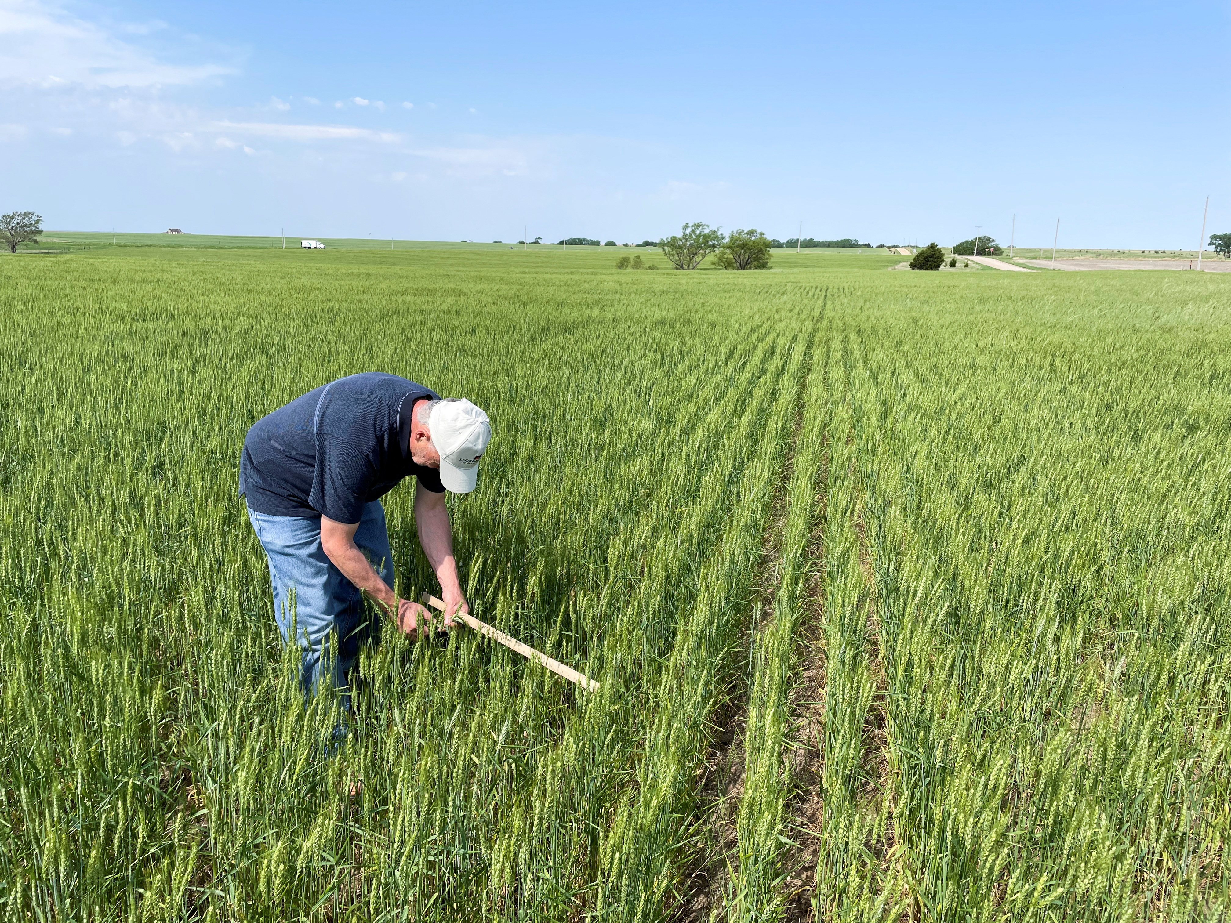Mark Nelson, a scout on the Wheat Quality Council's Kansas wheat tour, checks a winter wheat field north of Minneapolis