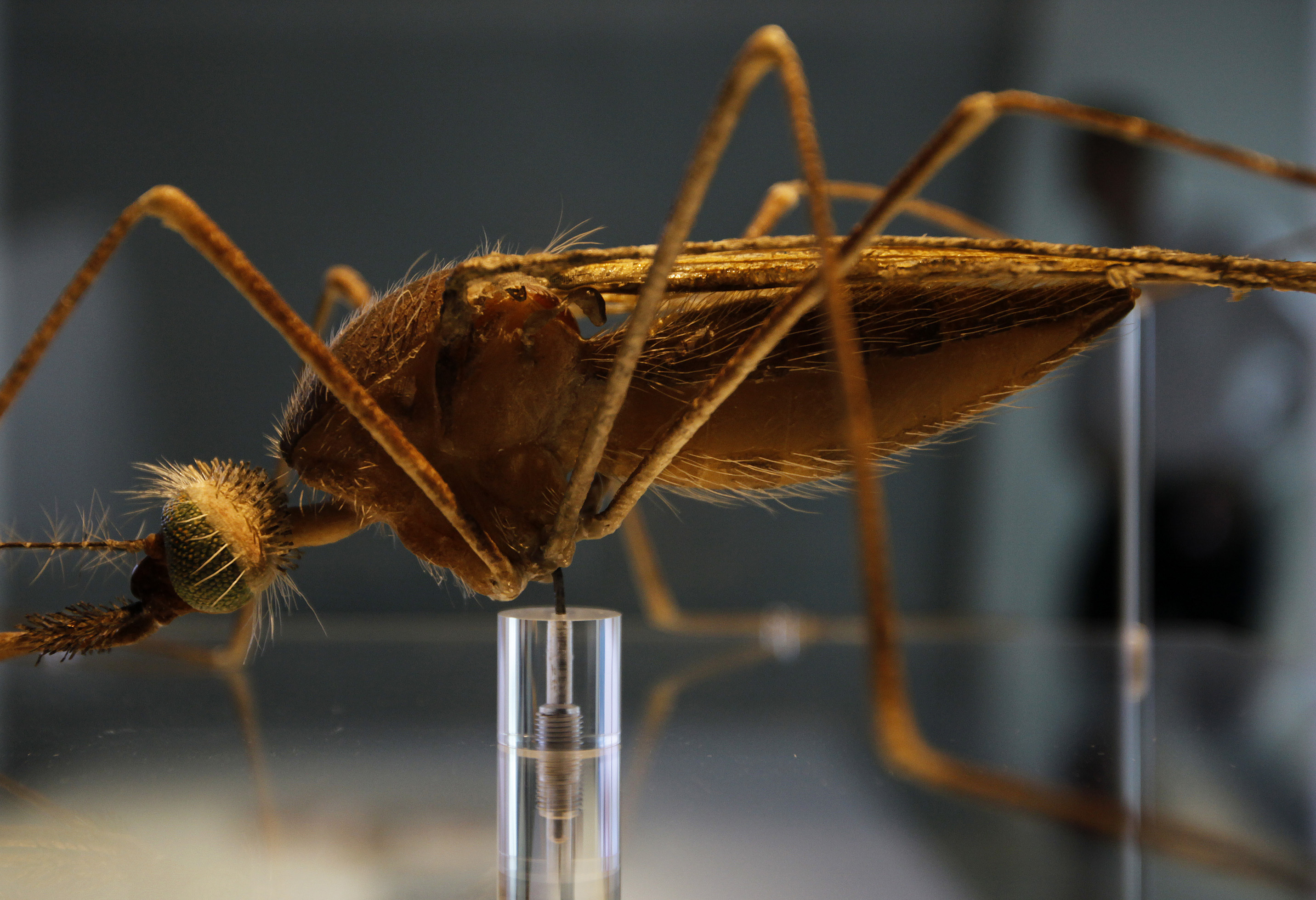 A man walks behind a model of an Anopheles mosquito in the new Darwin Centre at the Natural History Museum in London