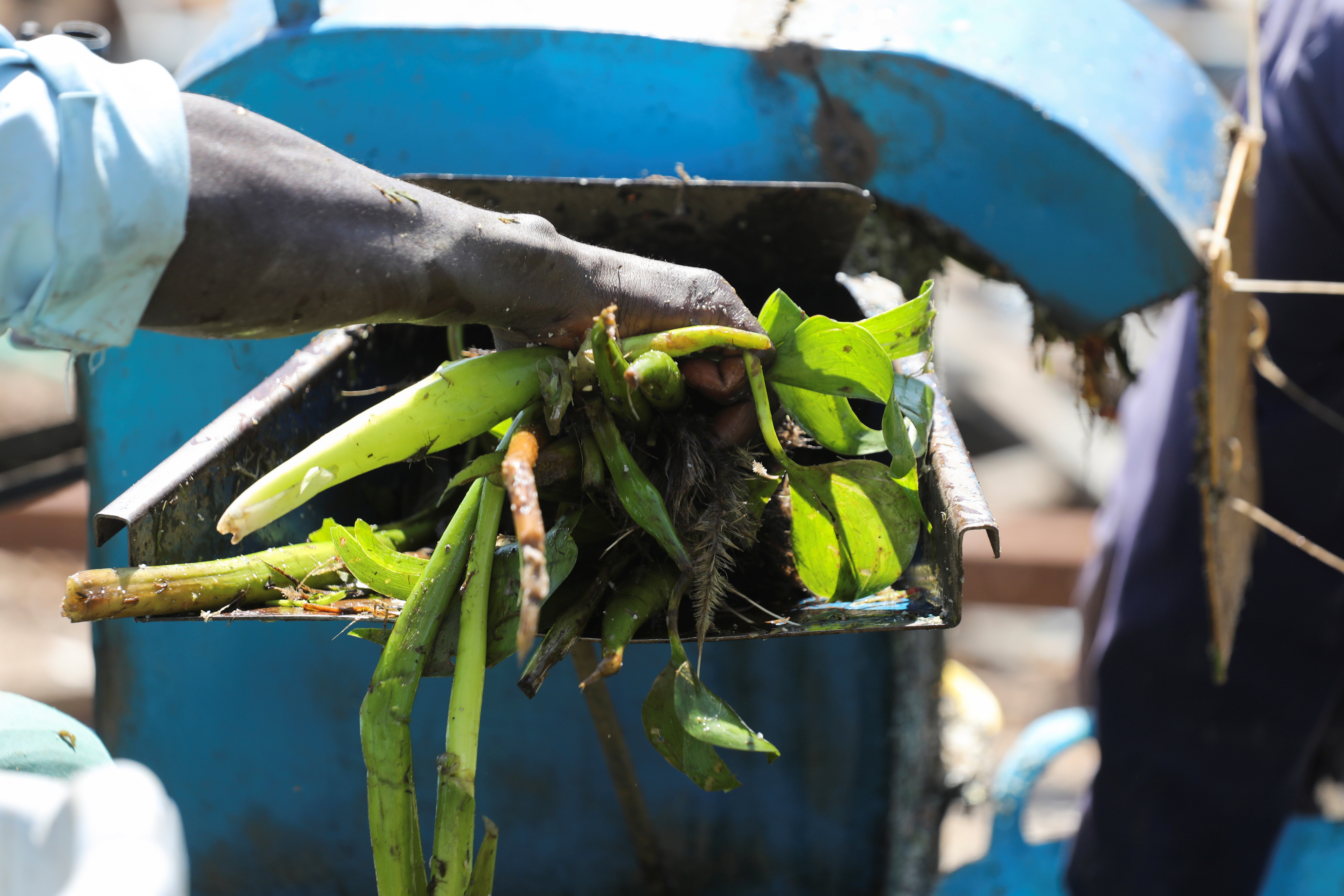 Bioethanol Production from Aquatic Weeds in Kenya - ASME