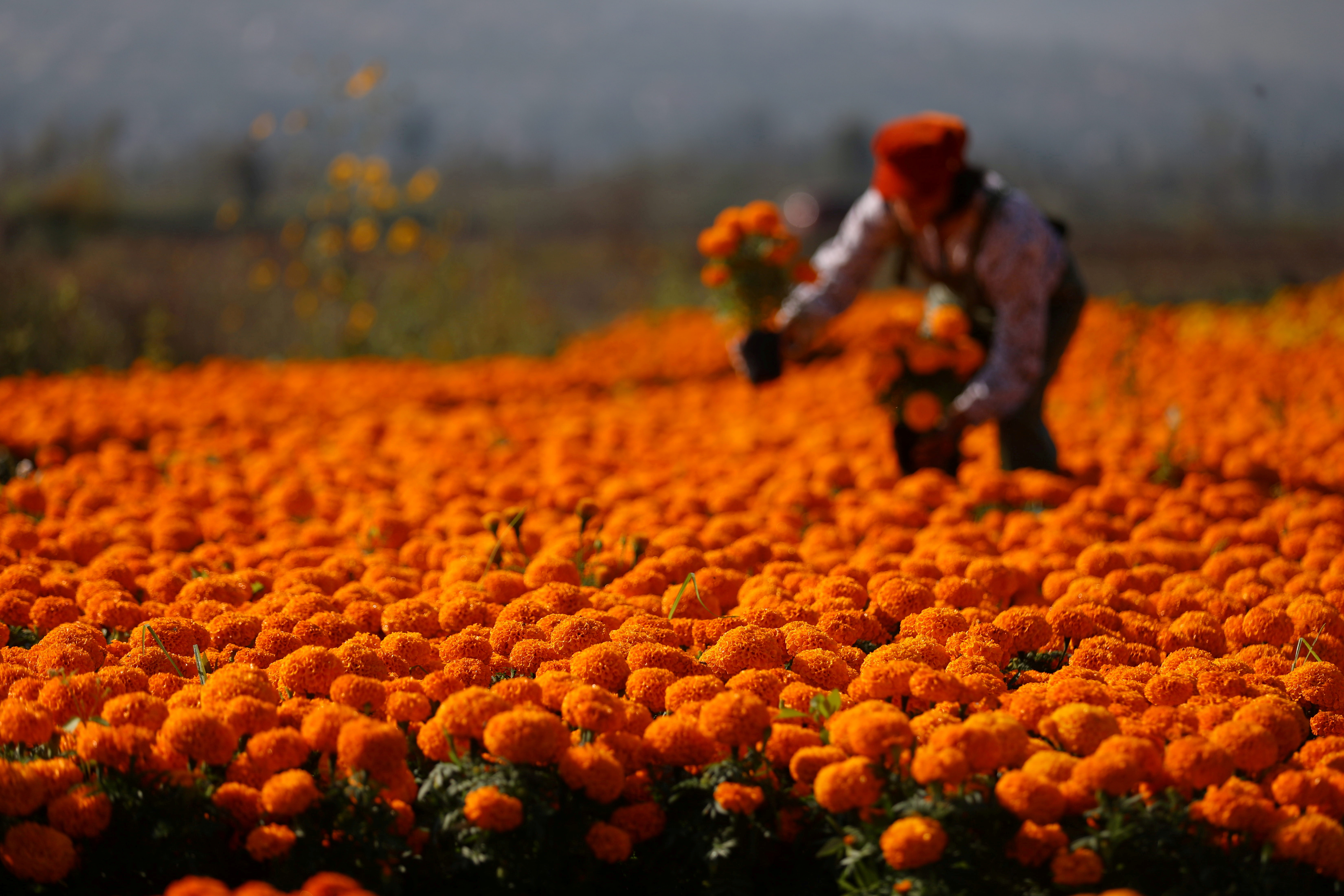 A woman harvests Cempasuchil marigolds to be used during Mexico's Day of the Dead celebrations at San Luis Tlaxialtemalco nursery, in Xochimilco on the outskirts of Mexico City, Mexico October 28, 2021. REUTERS/Edgard Garrido/File Photo