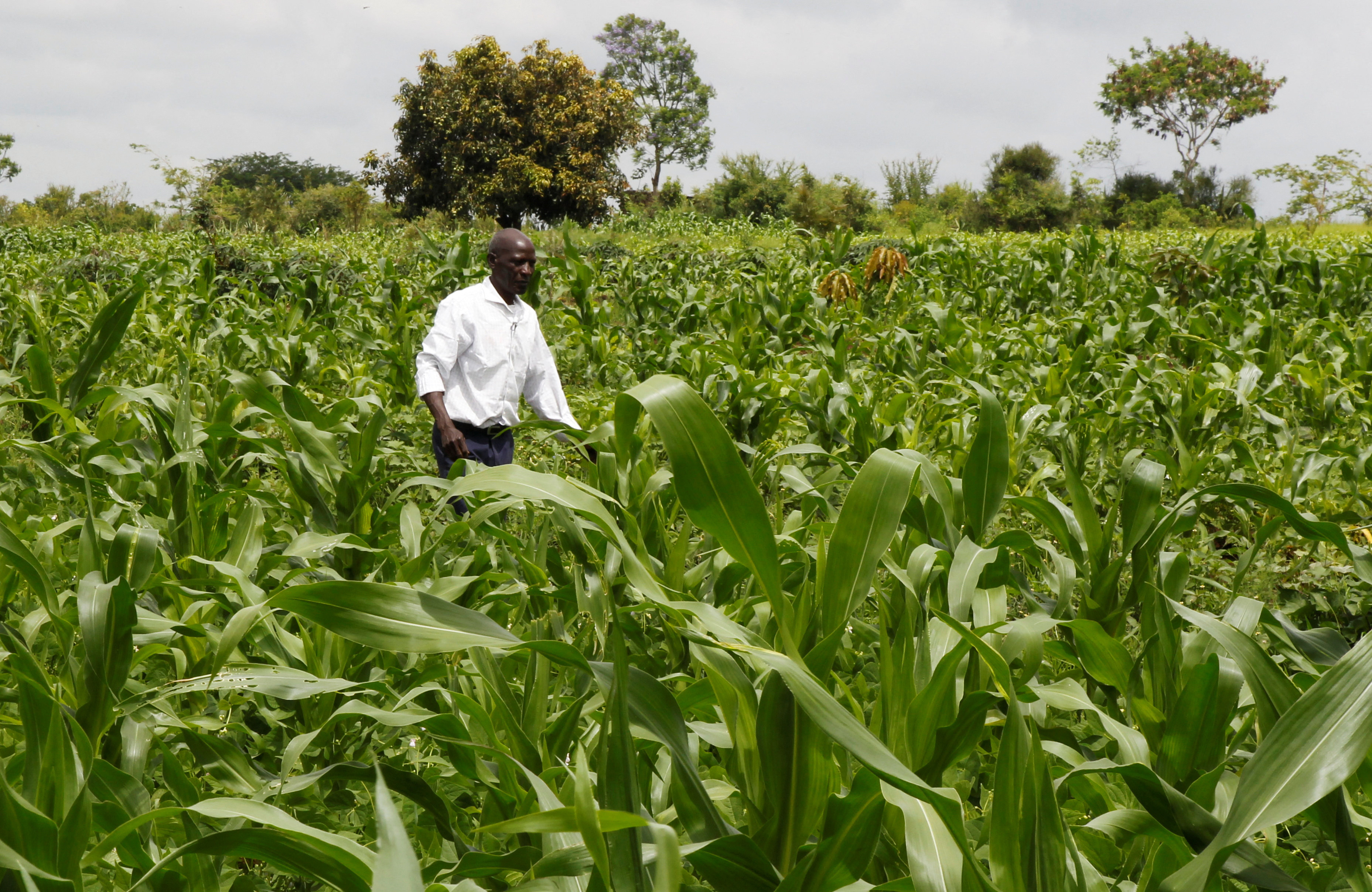 Samuel Wathome 65, a small-scale farmer inspects his crop at his maize farm where he plants indigenous seeds at Kyeleni village of Machakos