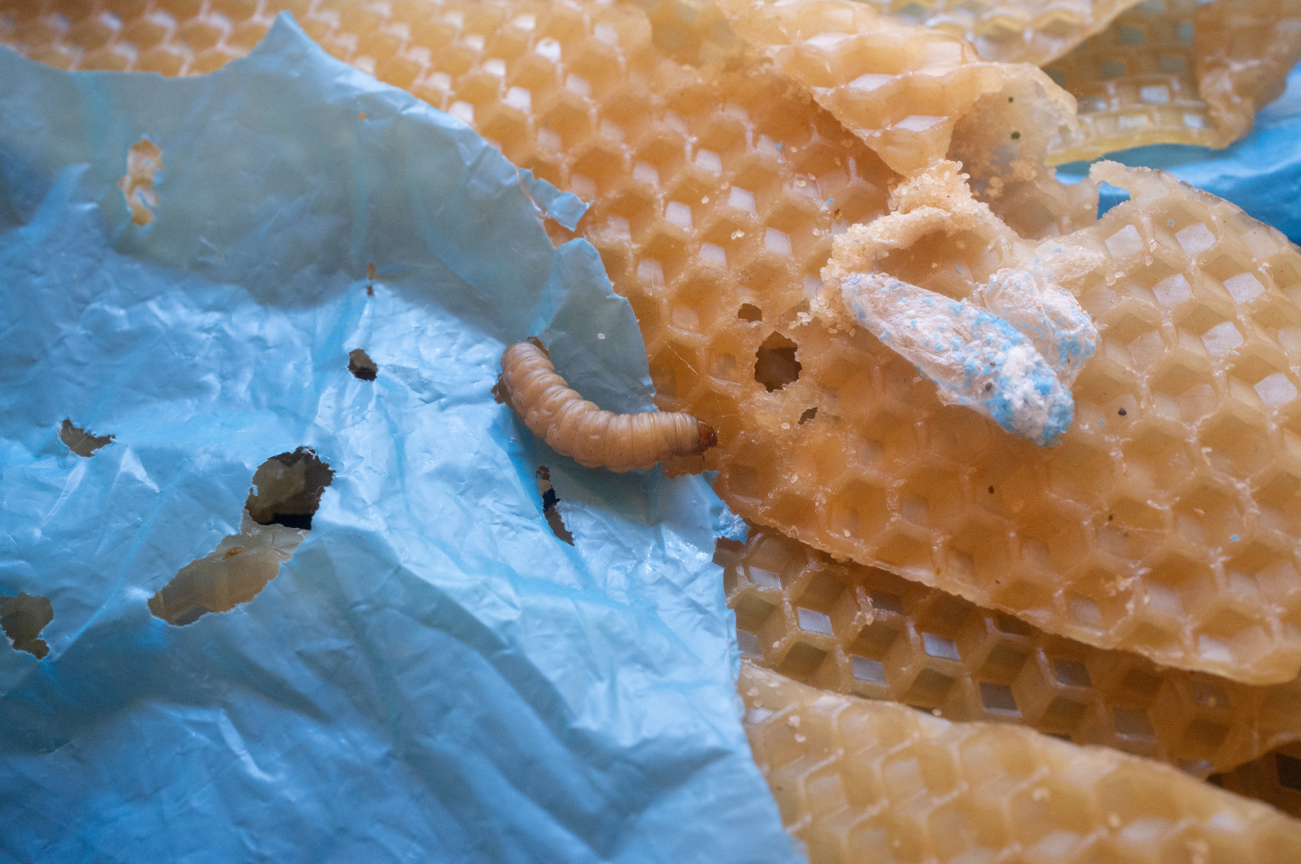 Lowly wax worm's saliva may boost fight against plastic pollution