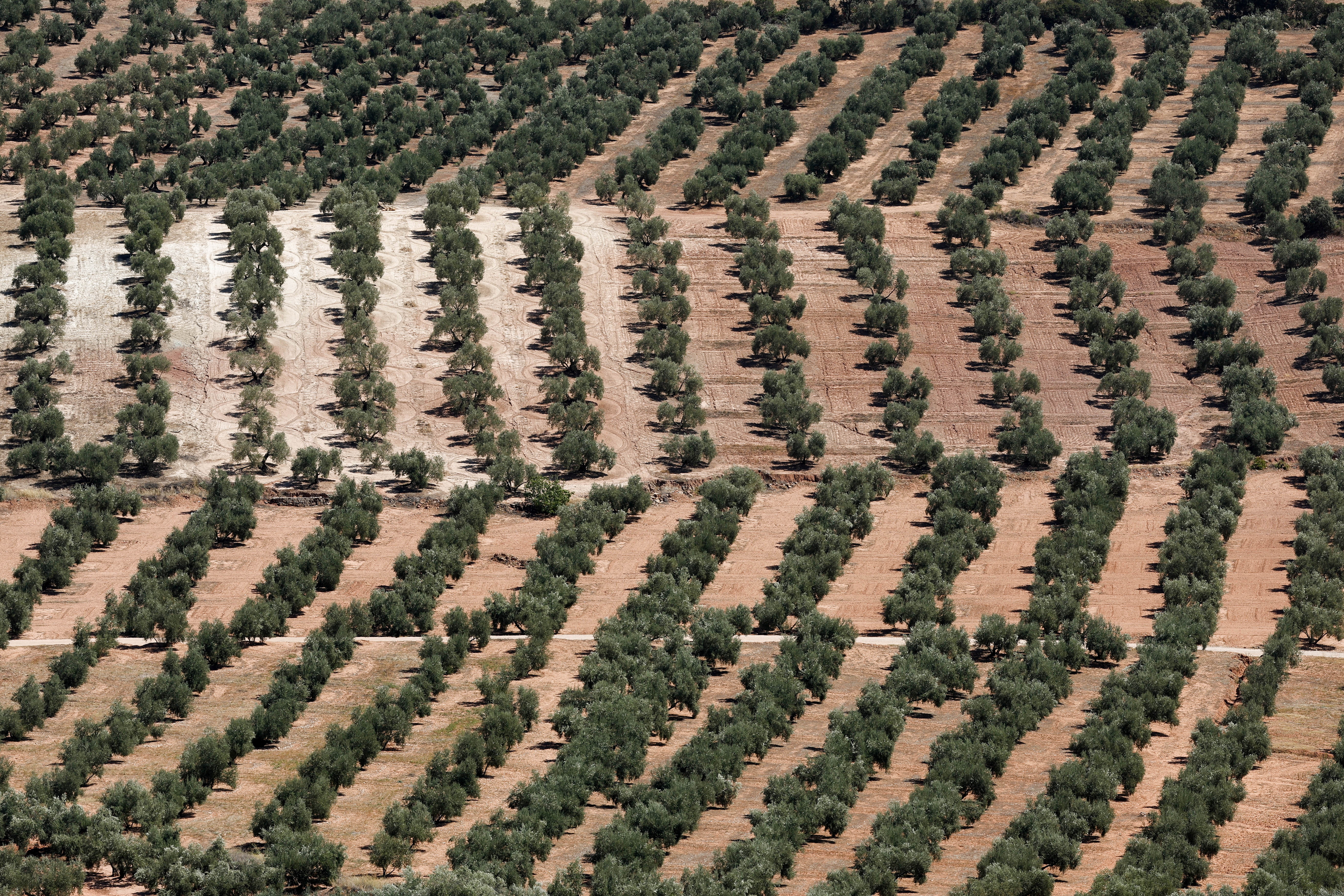 Los agricultores del sur de Europa innovan para que el aceite de oliva y el prosecco sigan fluyendo