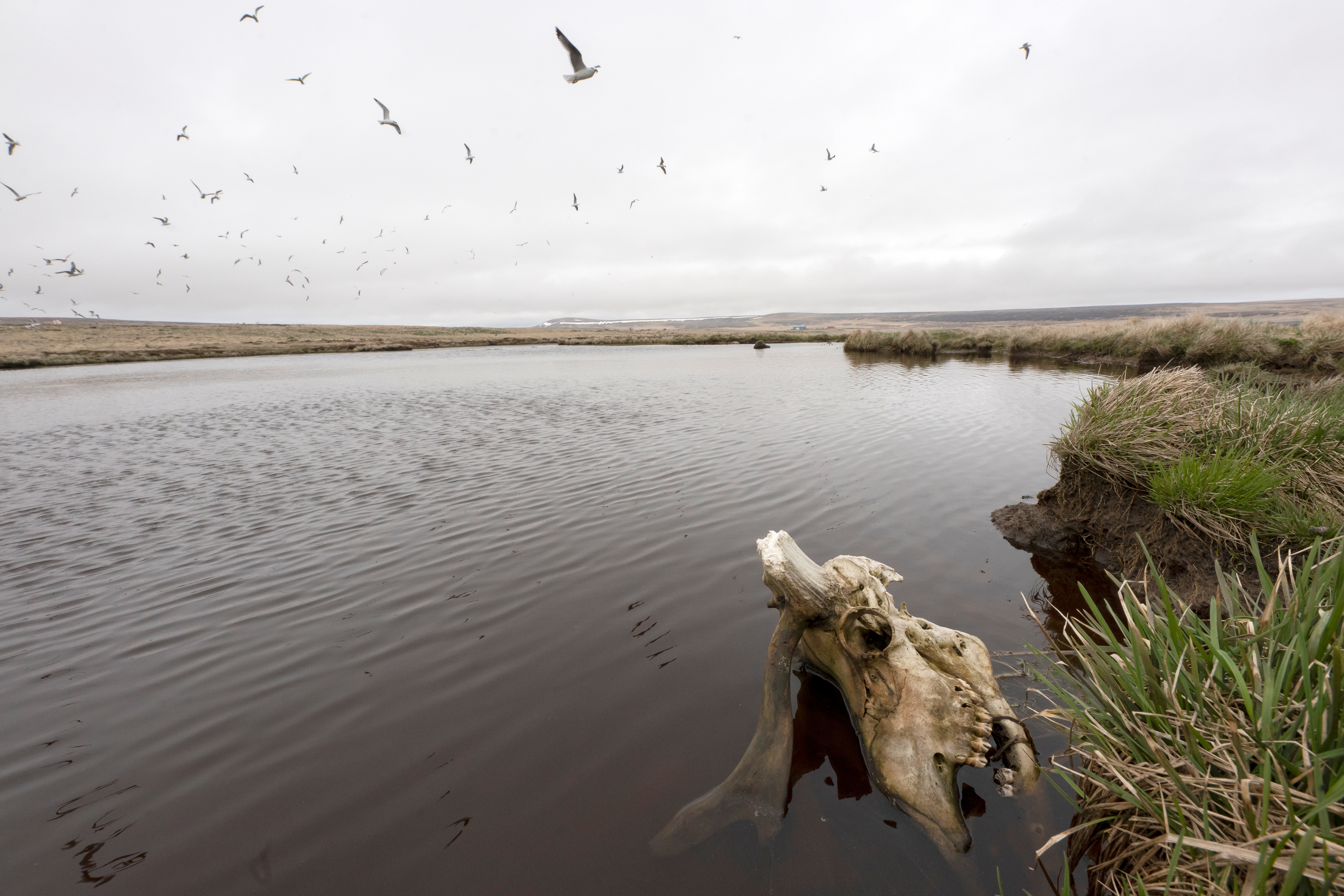 On an Alaska island, an indigenous mayor struggles to save wildlife