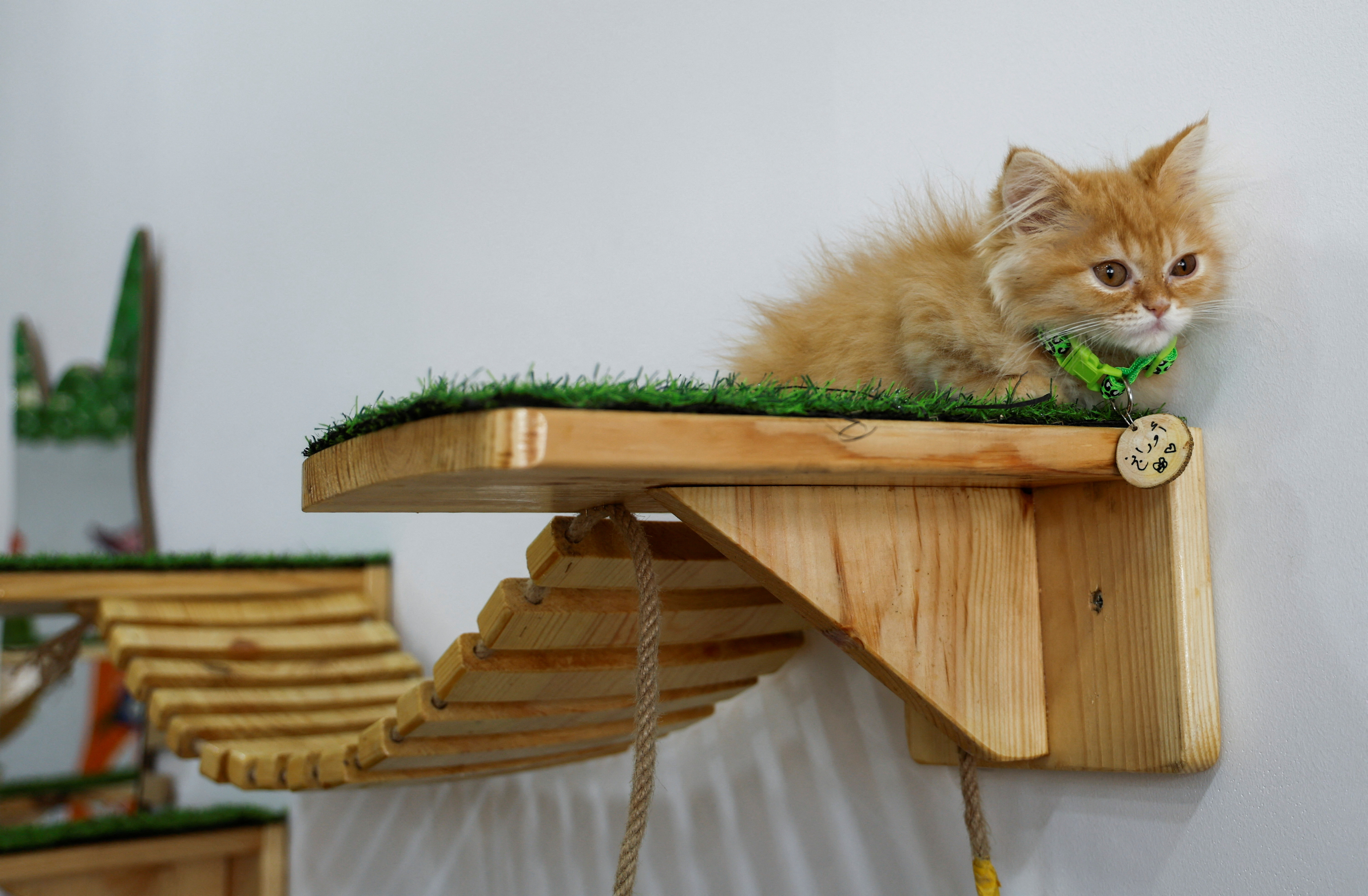 police cat - Playground