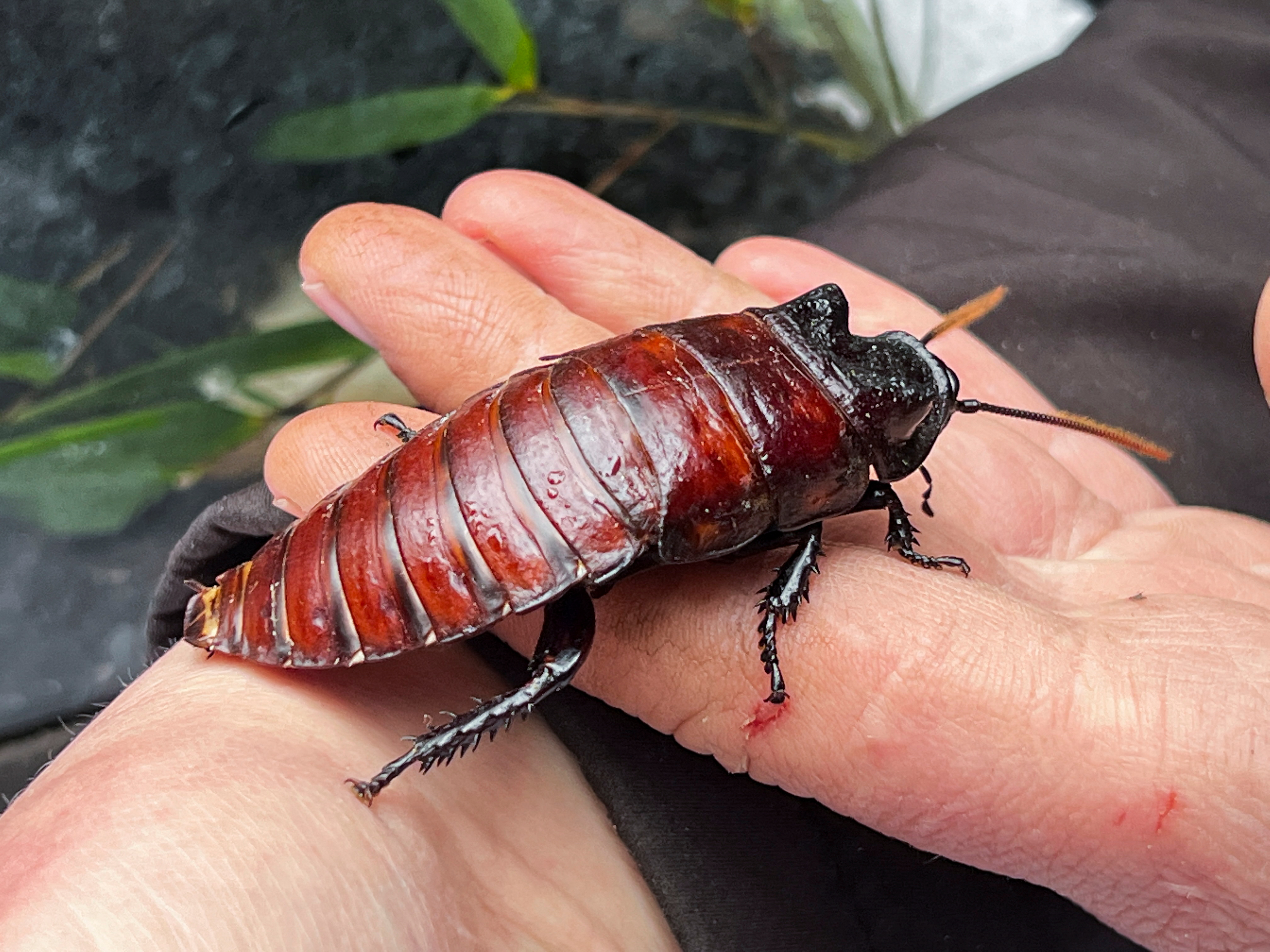 The Hemsley Conservation Centre is letting people name a cockroach after their ex for Valentine's Day, in Fairseat, Kent