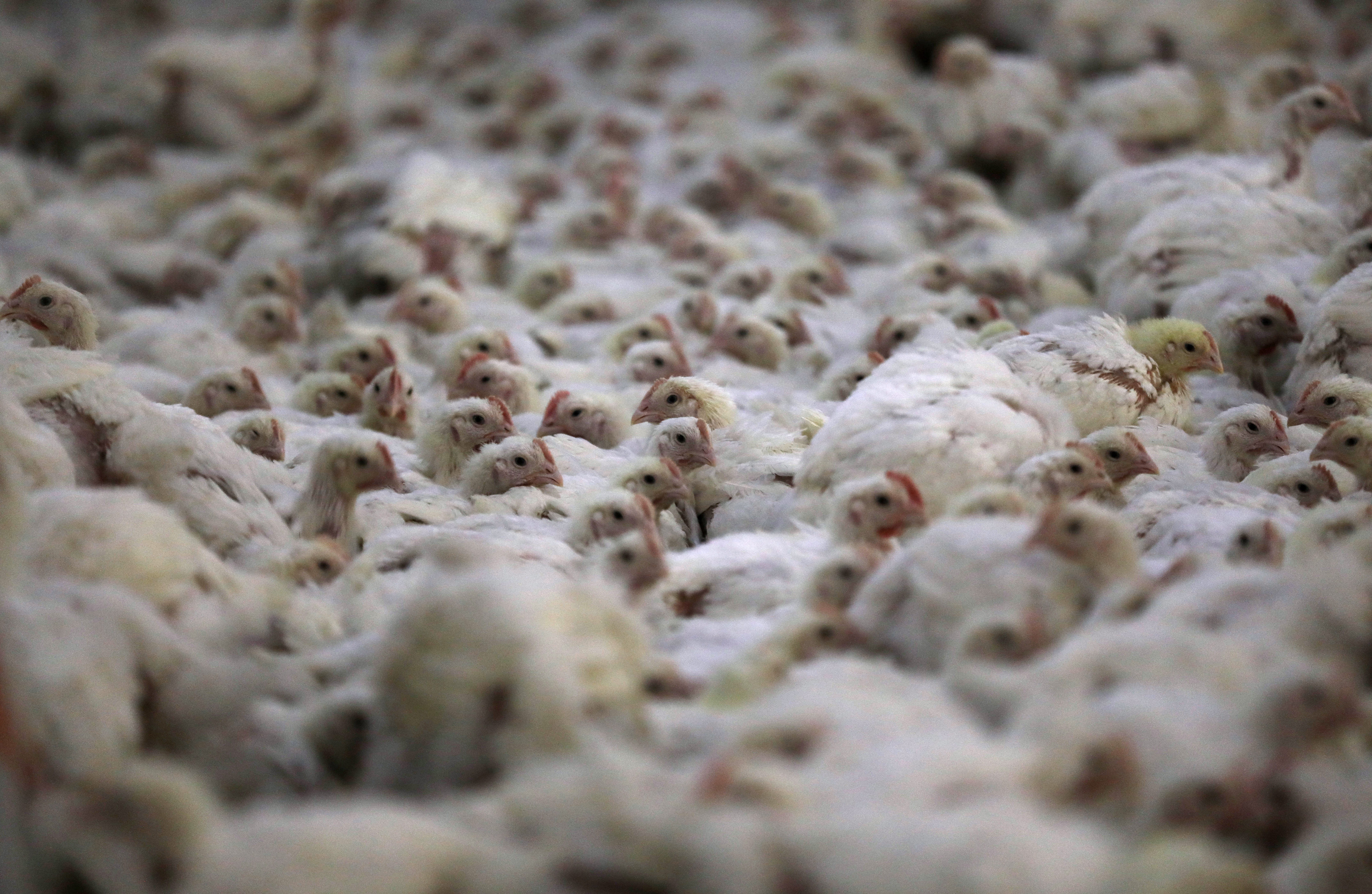 Se ven pollos en una granja avícola en las afueras de Klerksdorp, en la provincia del Noroeste.