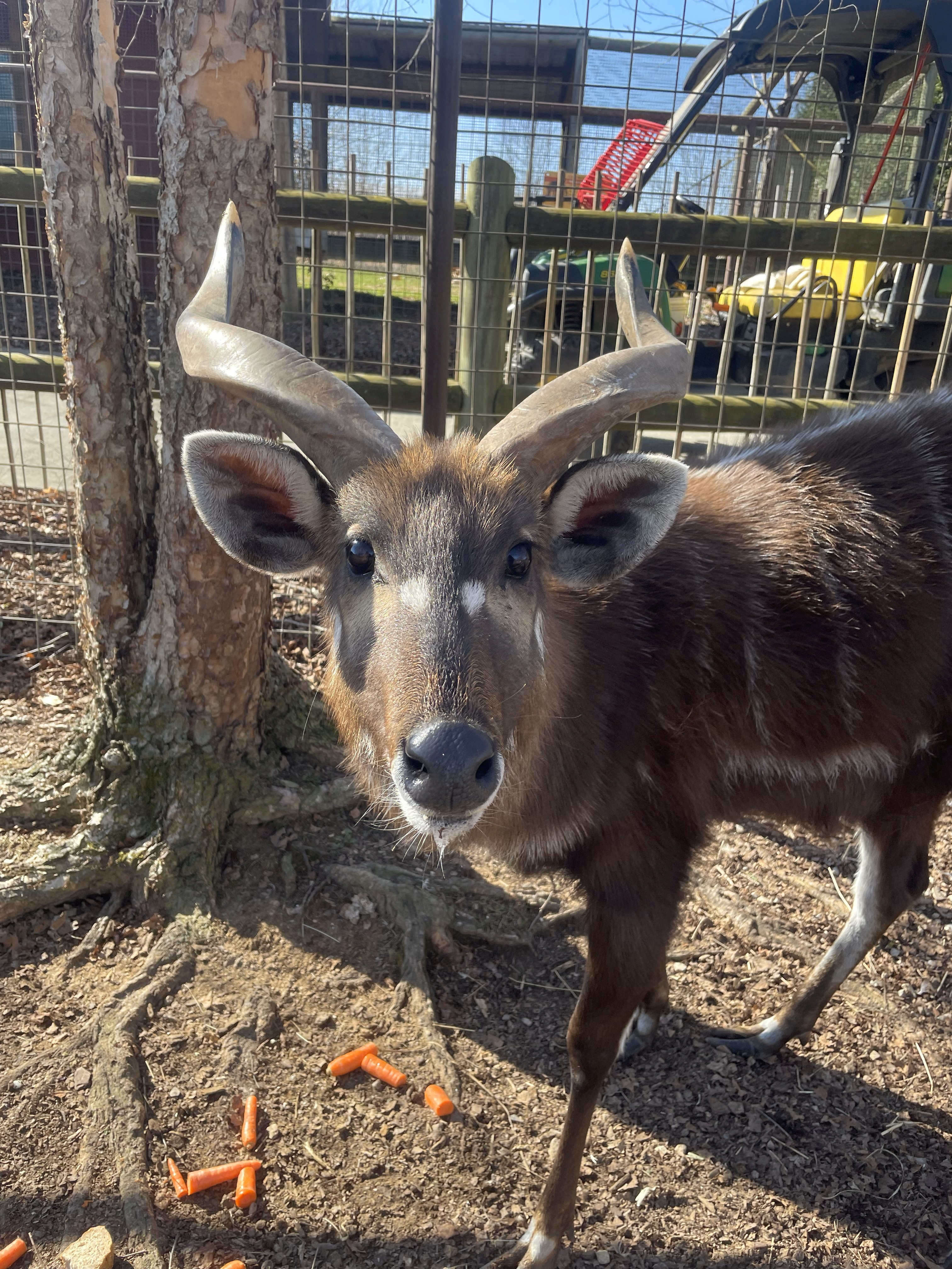 Handout photo of rare antelope named Lief at Bright Zoo in Tennessee