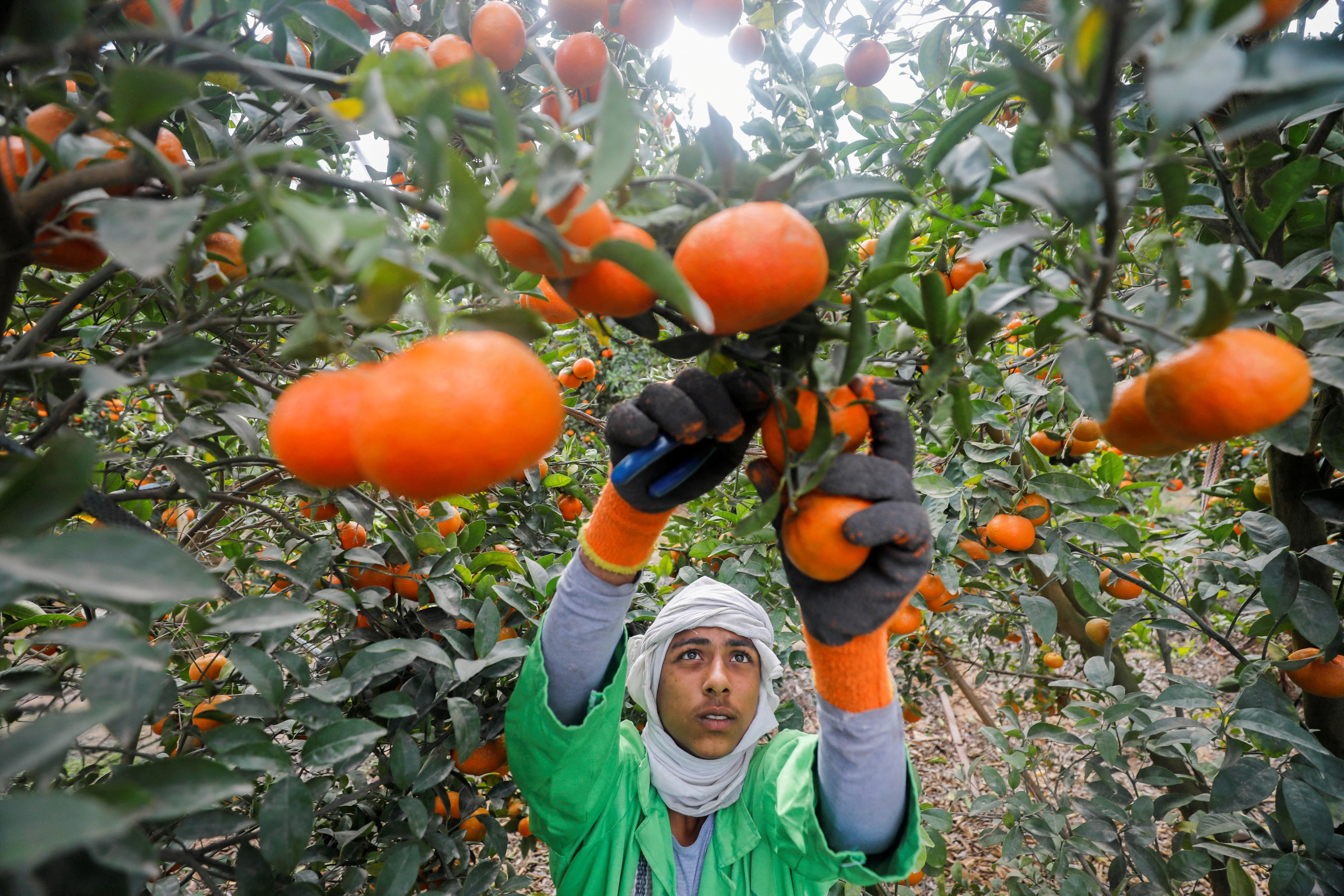 A Digital Campaign for the Orange Fruit and Orange Juice by Those