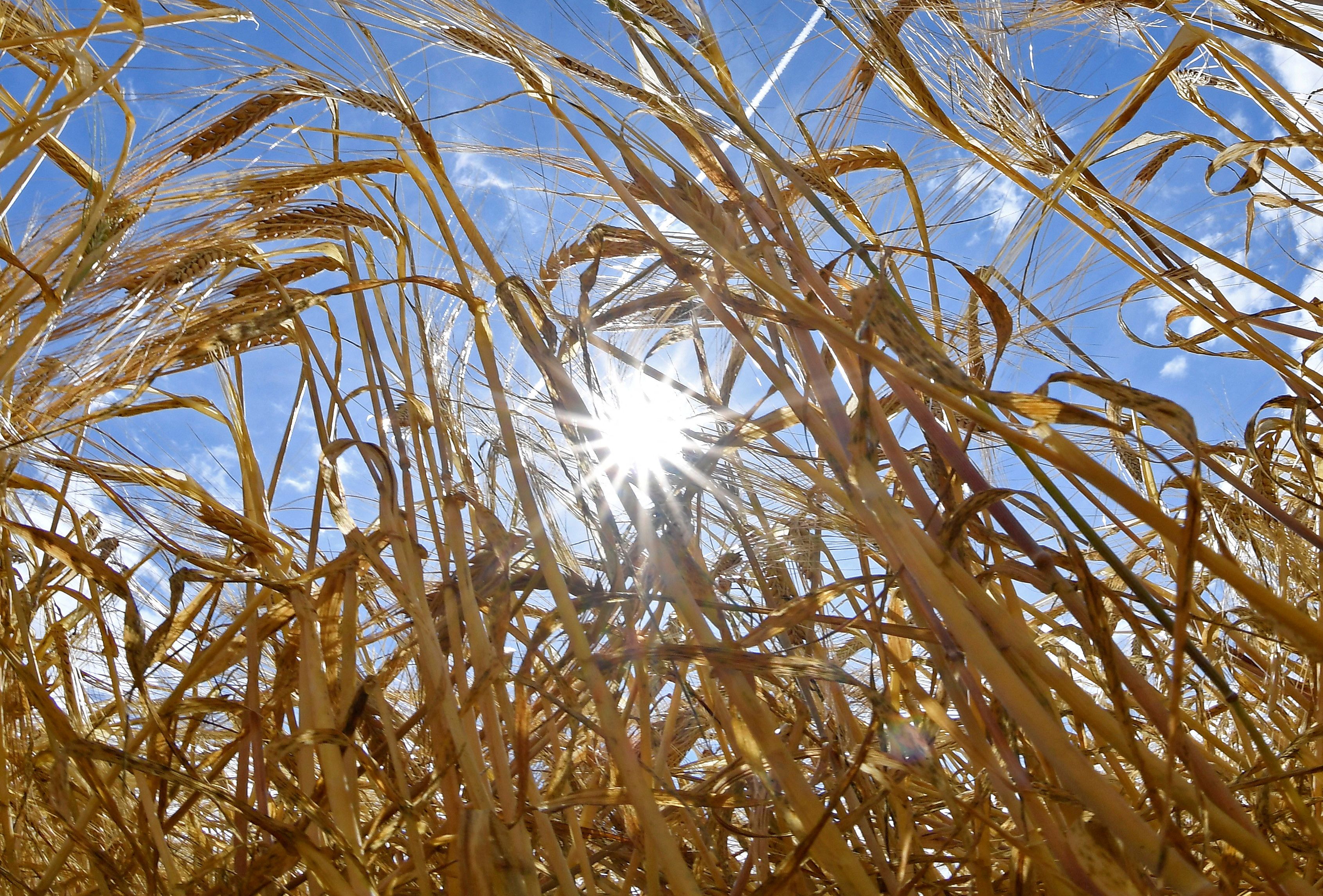 Gene editing legislation to focus on crops - UK minister | Reuters