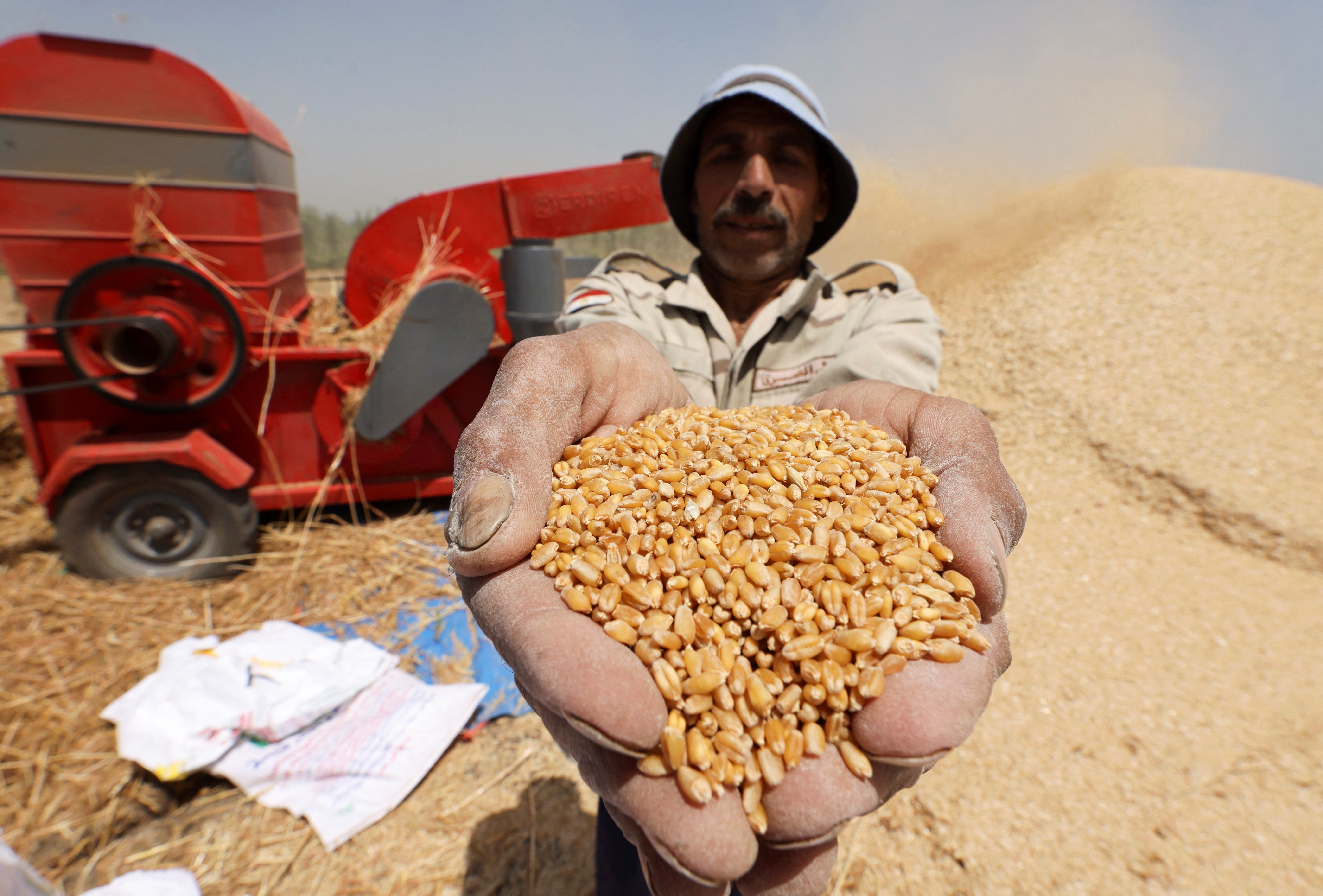 A farmer shows wheat grains at a field in Al Qalyubia Governorate