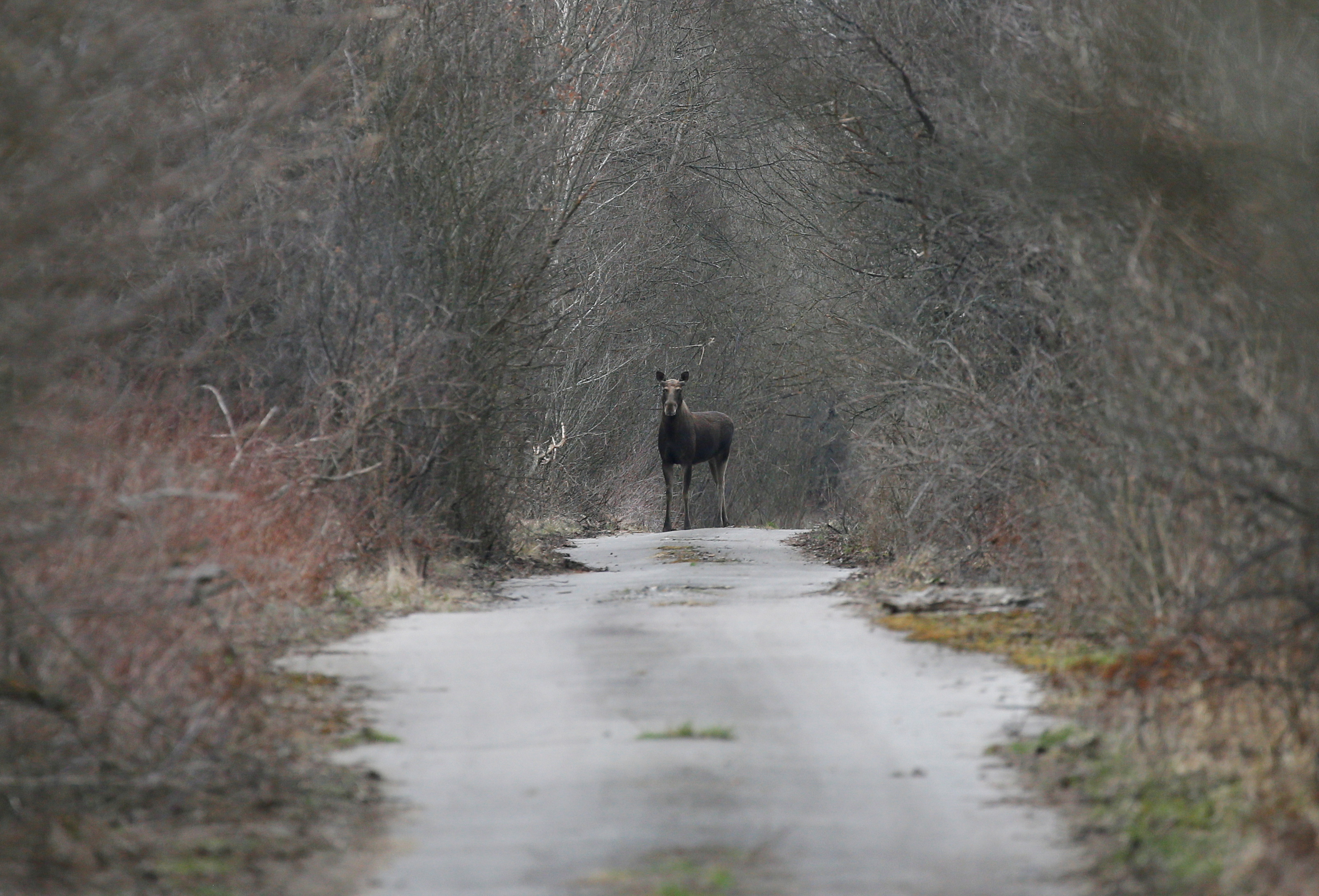 An elk is seen on a road in the Chernobyl zone