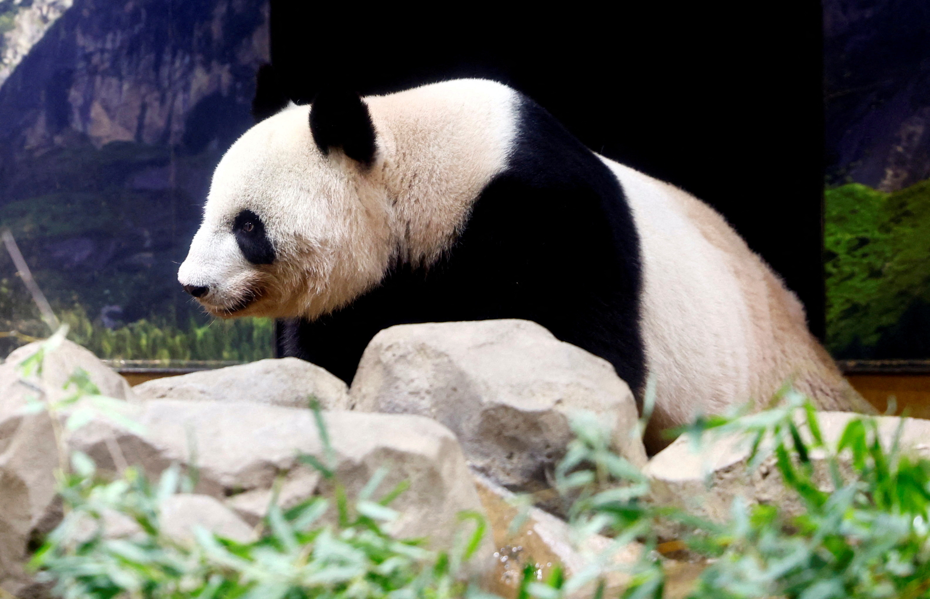 pandaさん Japan's beloved panda couple return home after heartfelt farewell