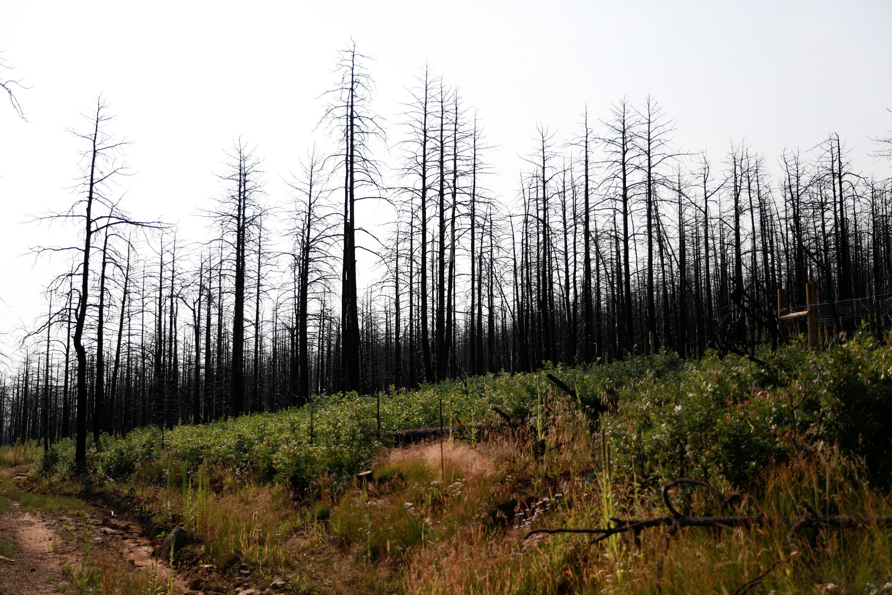 As fires devastate U.S. forests, researchers work to grow super-resilient saplings
