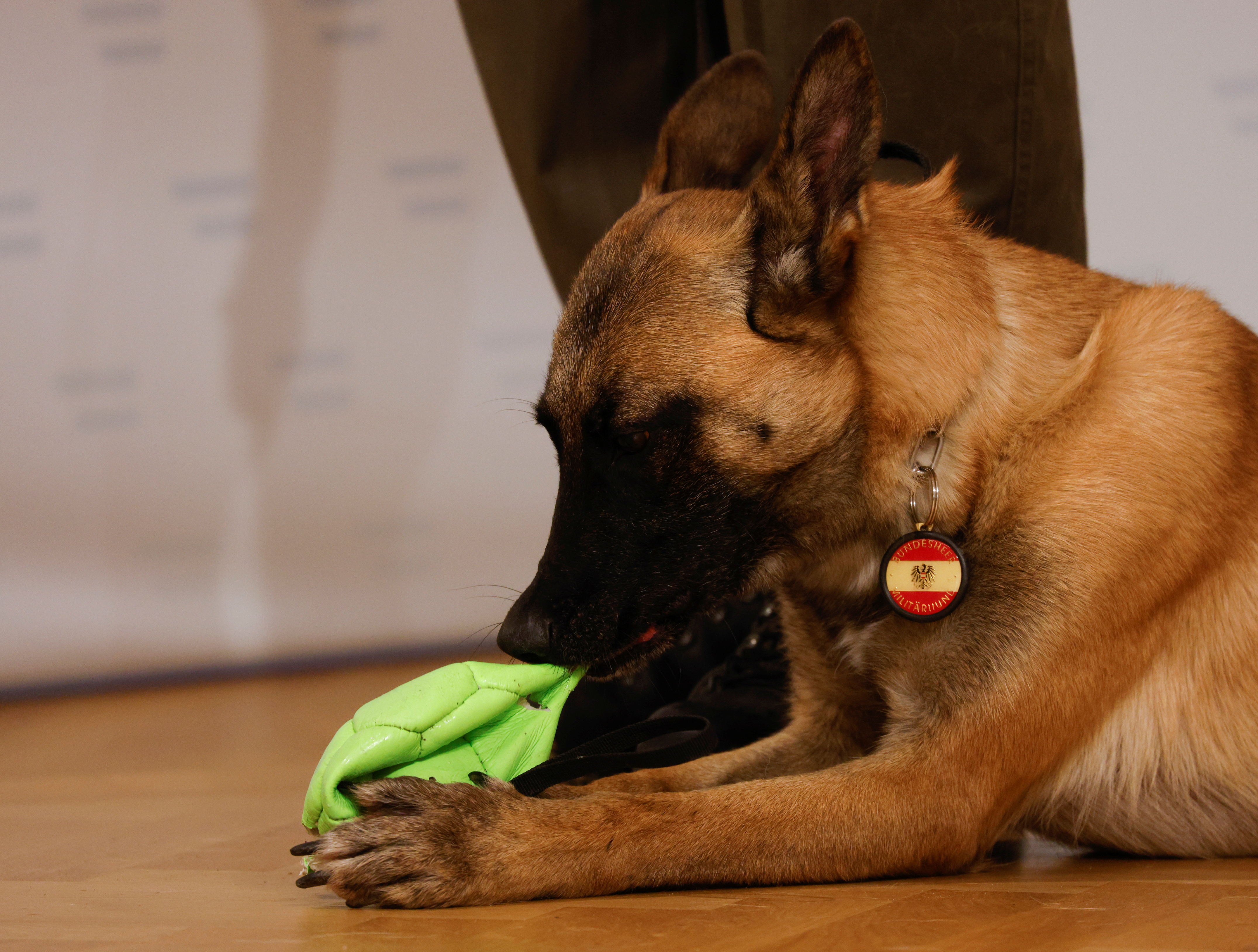 Austrian army reports on training dogs to detect COVID-19 in Vienna