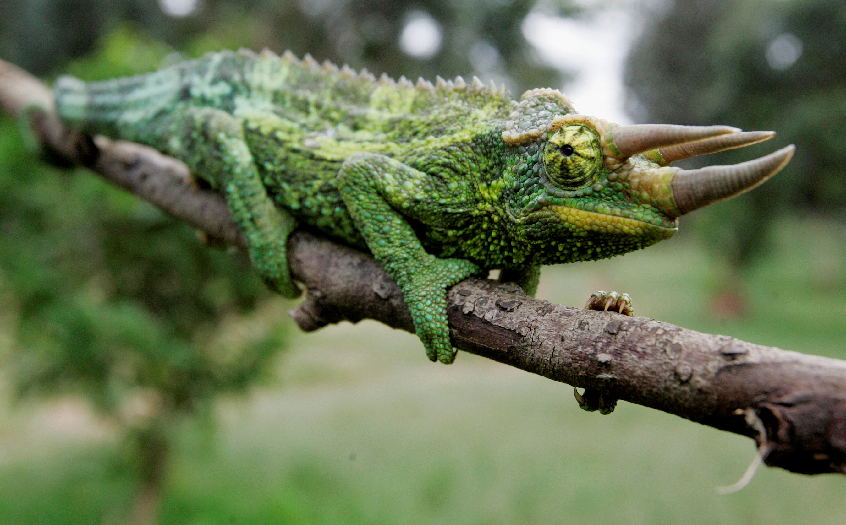 A Jackson's chameleon rests on a branch of a tree at the Nairobi National Park